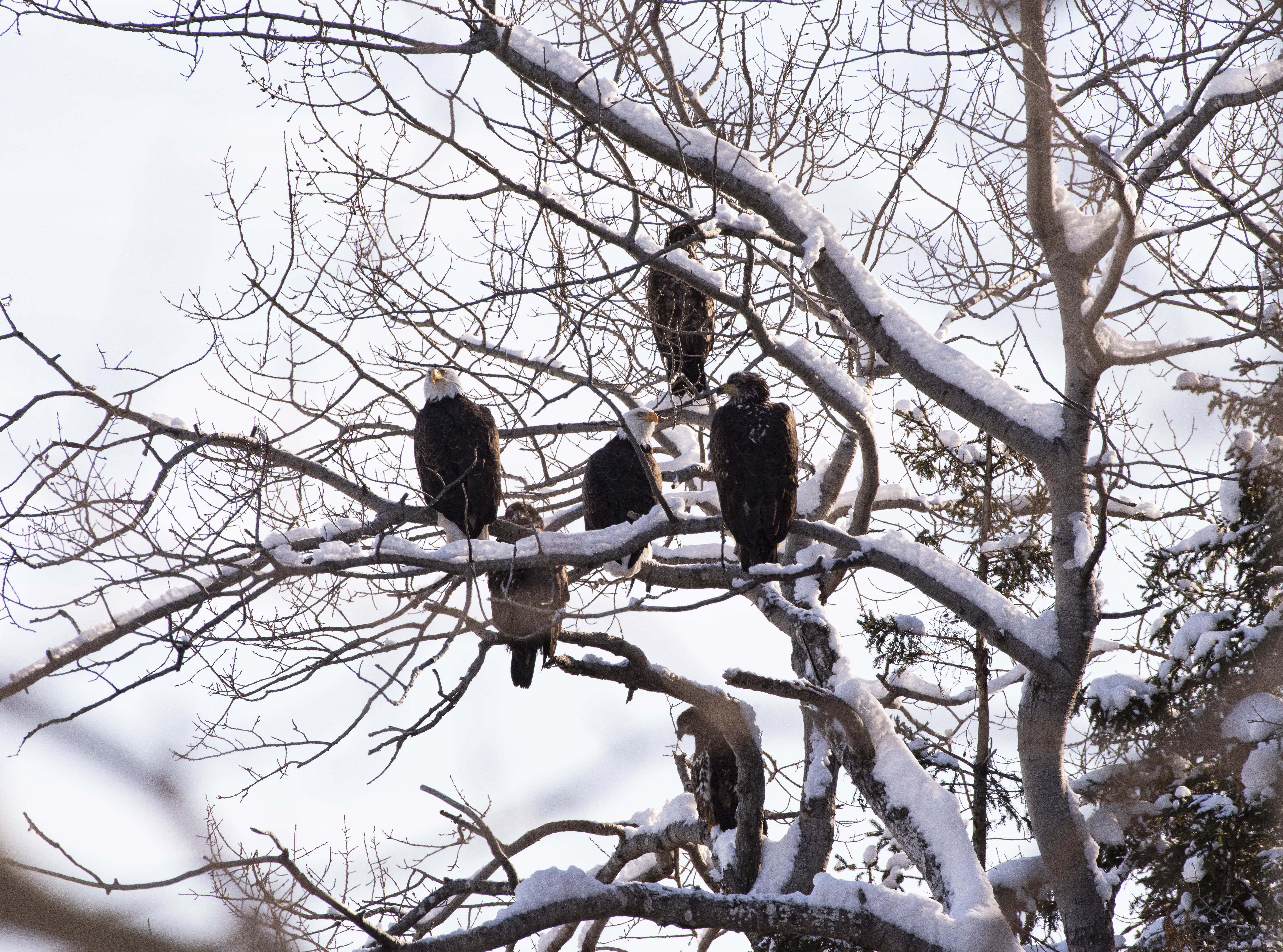 A family portrait including Daisy, left, and her mate, centre-right, along with several years of their young, hanging out in Murray River late one afternoon. In 2018 Daisy was found injured and entangled in fishing line so was taken for rehabilitation to the Cobequid Wildlife Rehabilitation Centre in Hilden, N.S. After 10 months she was released in Murray River. The woman who tended to Daisy positively identified her from this photo. (Brian McInnis/CBC)