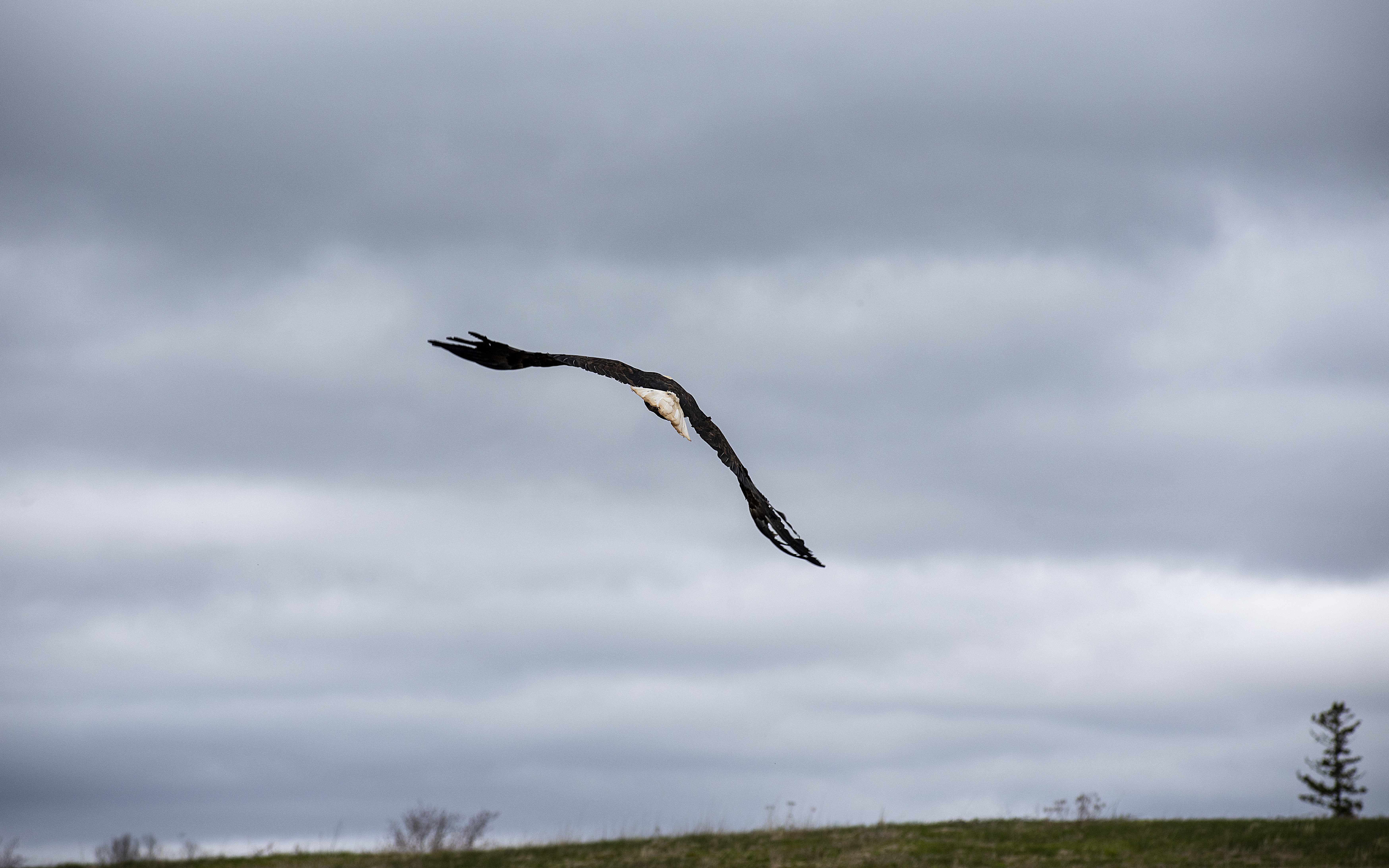 Daisy takes to the skies after being released in Murray River in 2018. She made several passes and high above her were two juveniles that observers hoped were her offspring. (Brian McInnis/CBC)