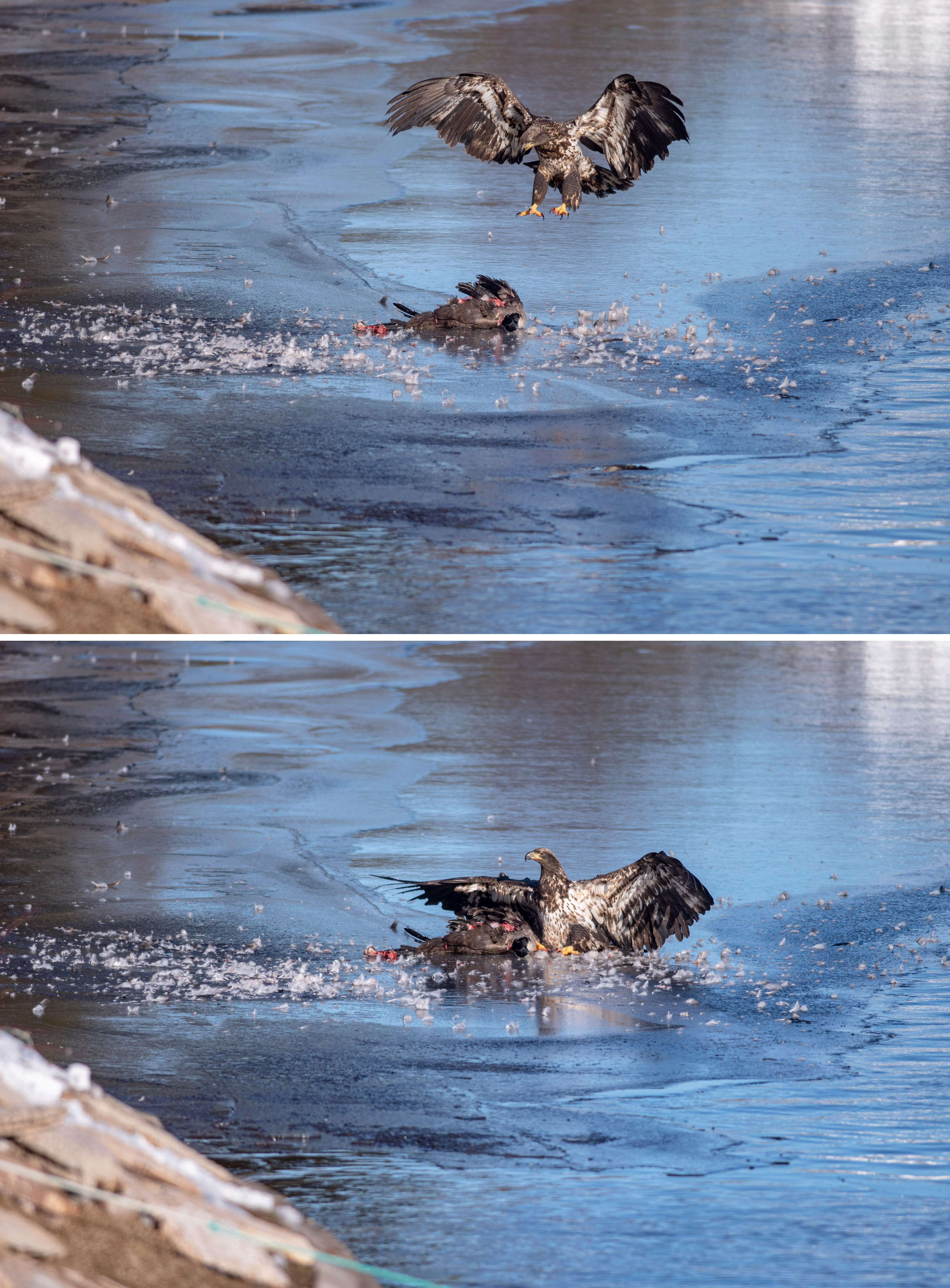 A juvenile comes in to protect the Canada goose it just killed at MacLure's Pond near Murray River in eastern P.E.I. Waterfowl spend the winter in the area due to open water and that attracts the bald eagles. (Brian McInnis/CBC)