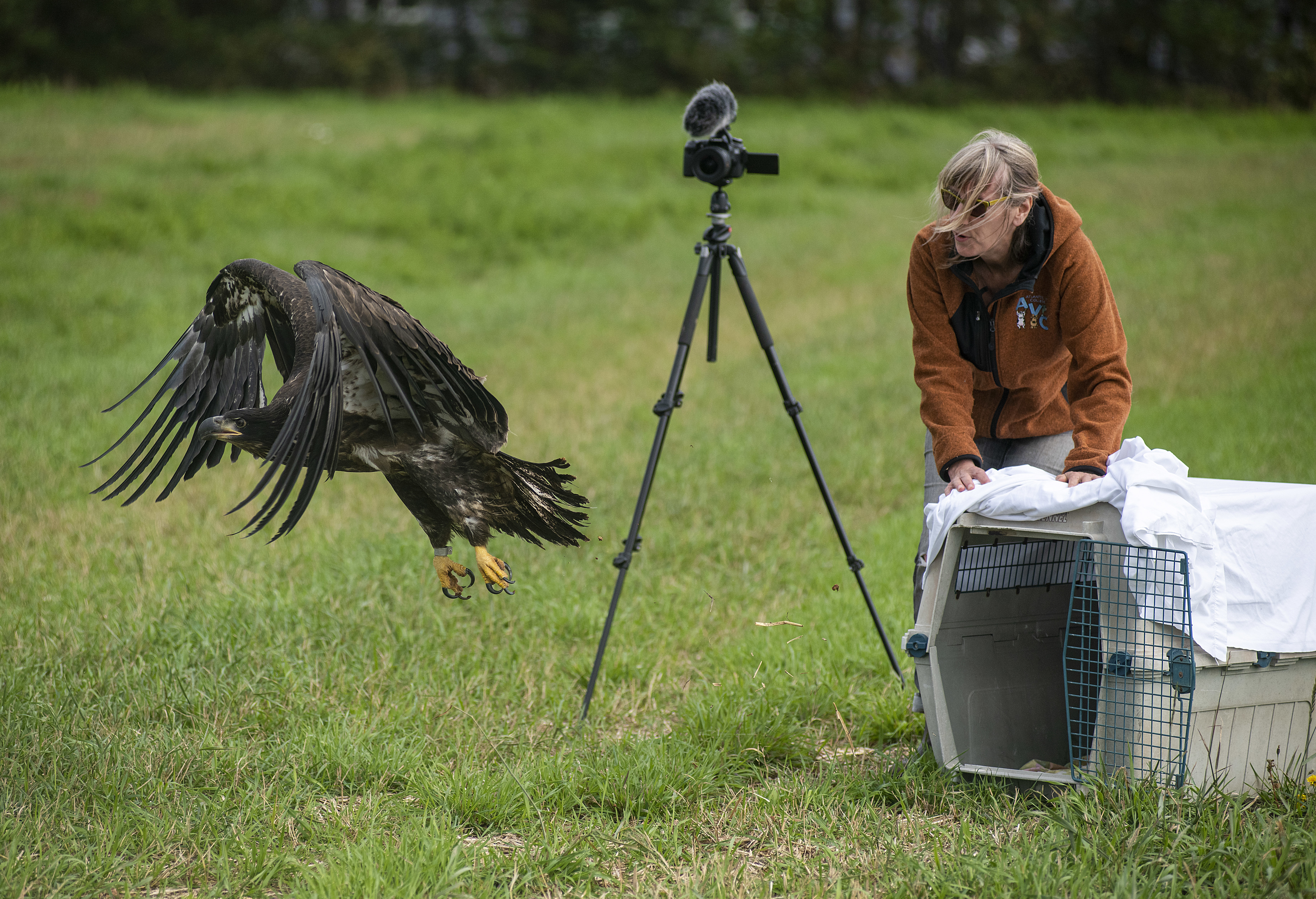 Fiep de Bie, technician with AVC Wildlife Service at UPEI, watches as Borden, a juvenile bald eagle, takes flight after being released in Borden-Carleton in the fall of 2019. Its parents built a nest atop a Maritime Electric transmission tower, but it was a danger to the birds and the tower, so the juvenile was removed and taken to the Cobequid Wildlife Rehabilitation Centre where it stayed until its release. (Brian McInnis/CBC)