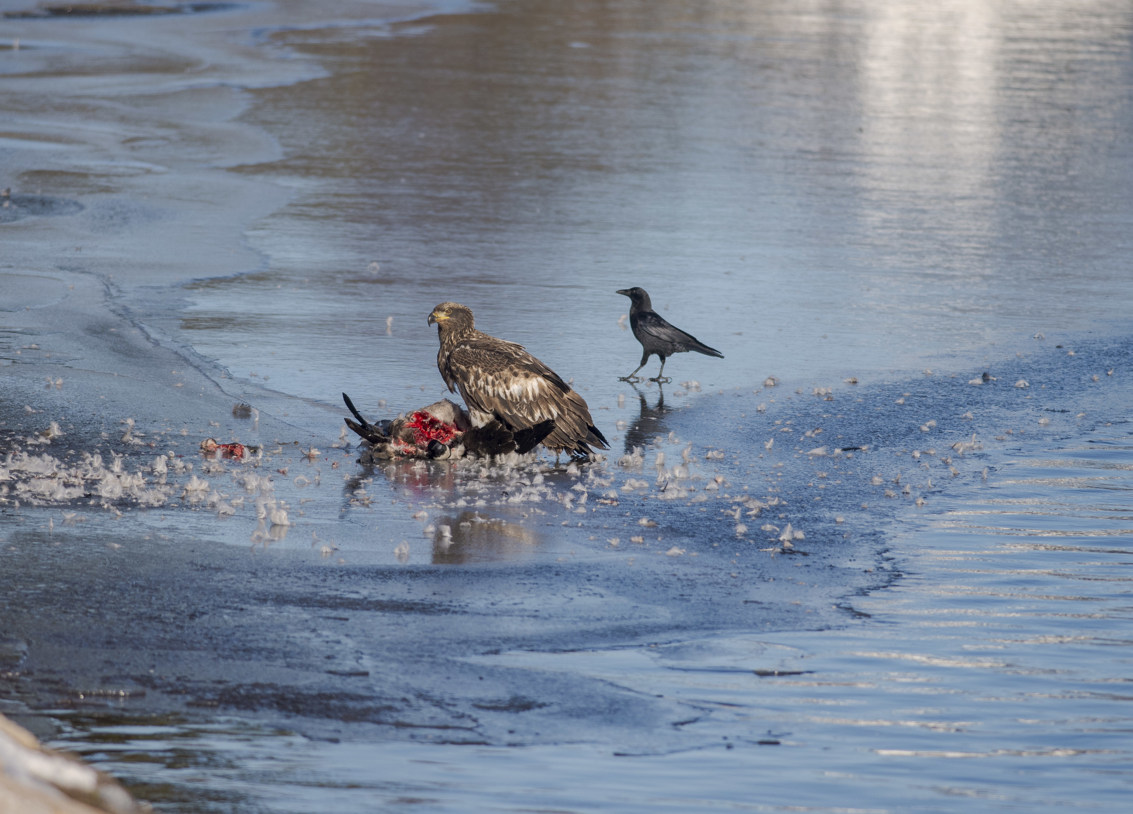 A crow tries to sneak up and steal a bit of food from the juvenile bald eagle that was eating a freshly killed Canada goose. What can possibly go wrong? (Brian McInnis/CBC)