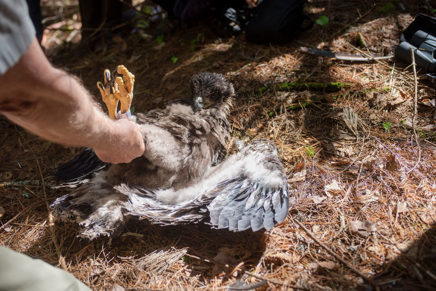 Gerald MacDougall, retired manager of the province's Fish and Wildlife Divisi, holds the feet of a weeks-old bald eagle that was taken from its nest to be banded. Bald eagles are not considered an endangered species so regular banding has been discontinued, but he says the birds are still protected, however some people still shoot them and other protected bird species. (Brian McInnis/CBC)