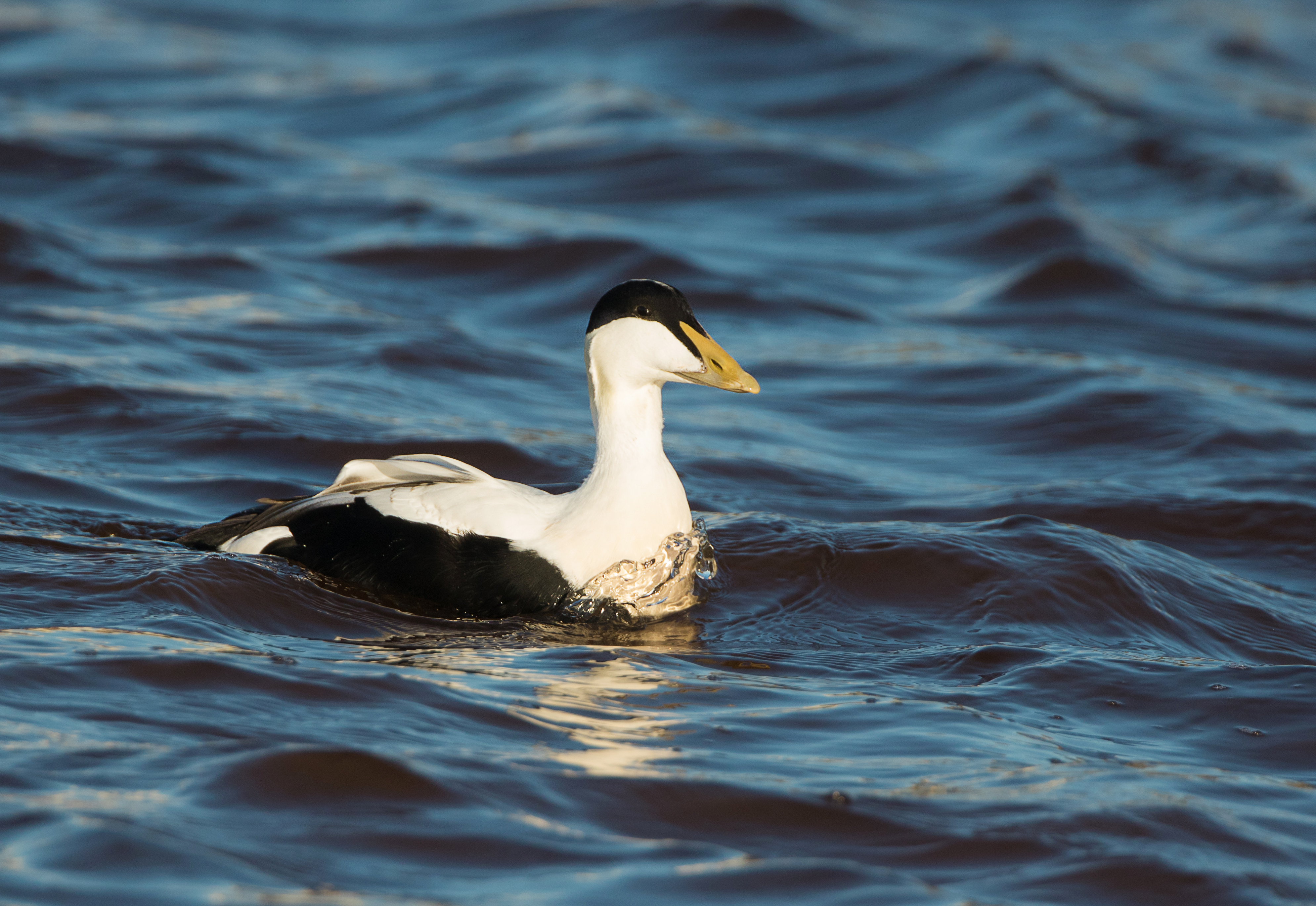 Have you ever been to East Point or North Point and seen ducks bobbing around in the ocean below you? Chances are ducks you saw were Common Eiders. These large sea ducks spend their entire lives in the ocean where they dive for crustaceans and mollusks. Eiderdown is known to have some of the best insulative qualities found on Earth. This keeps the birds toasty warm even in the frigid North Atlantic waters in January. (Brendan Kelly)