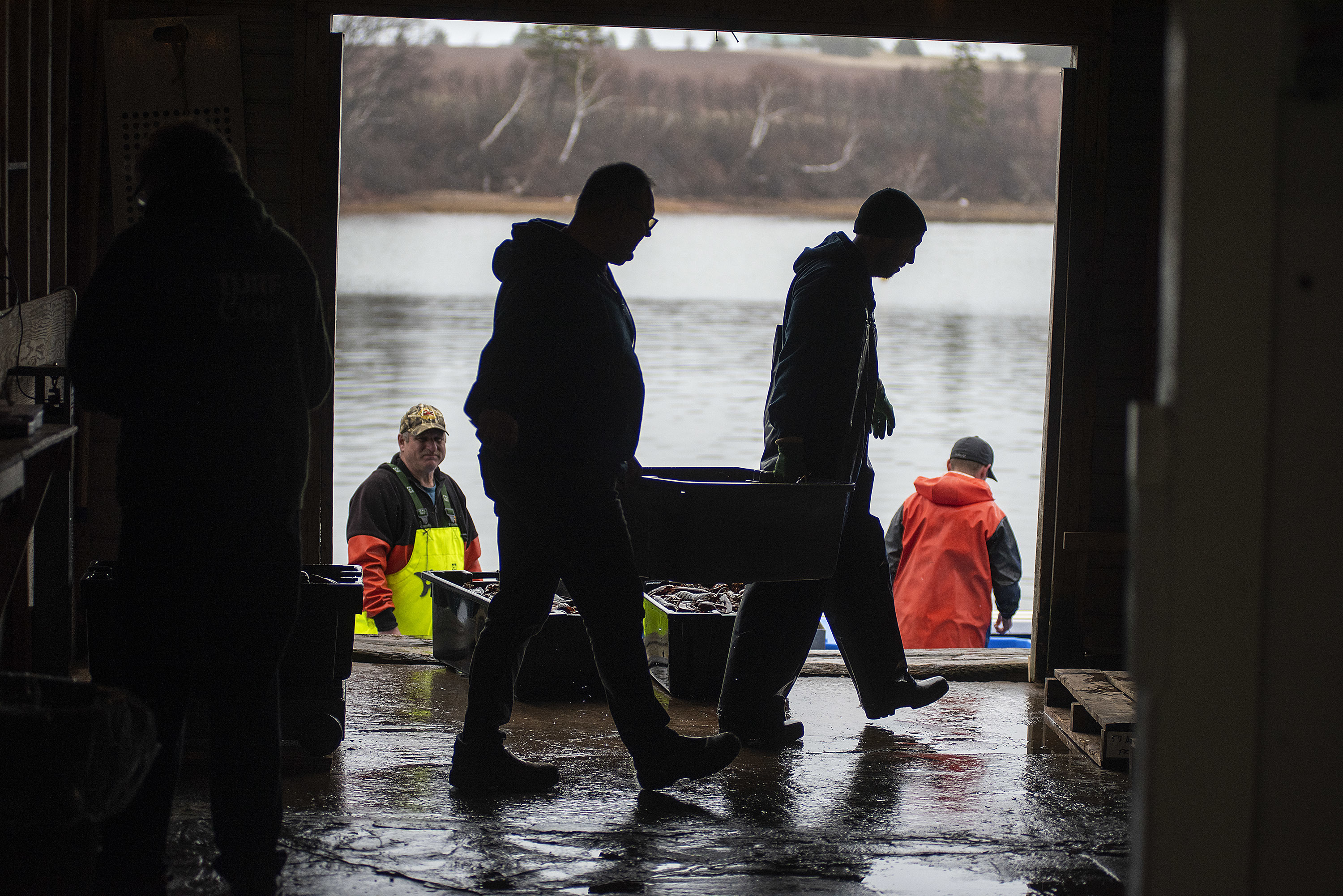 Brian Paynter and Chance Roberts carry a tub full of lobster to be weighed. (Brian McInnis)