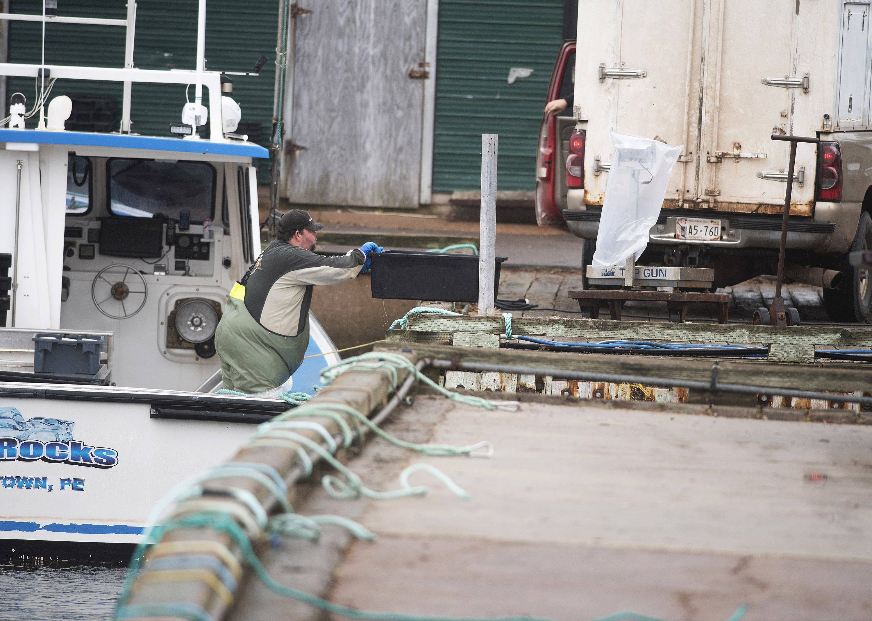 A crew member of On the Rocks unloads lobster for another buyer at the wharf. (Brian McInnis)