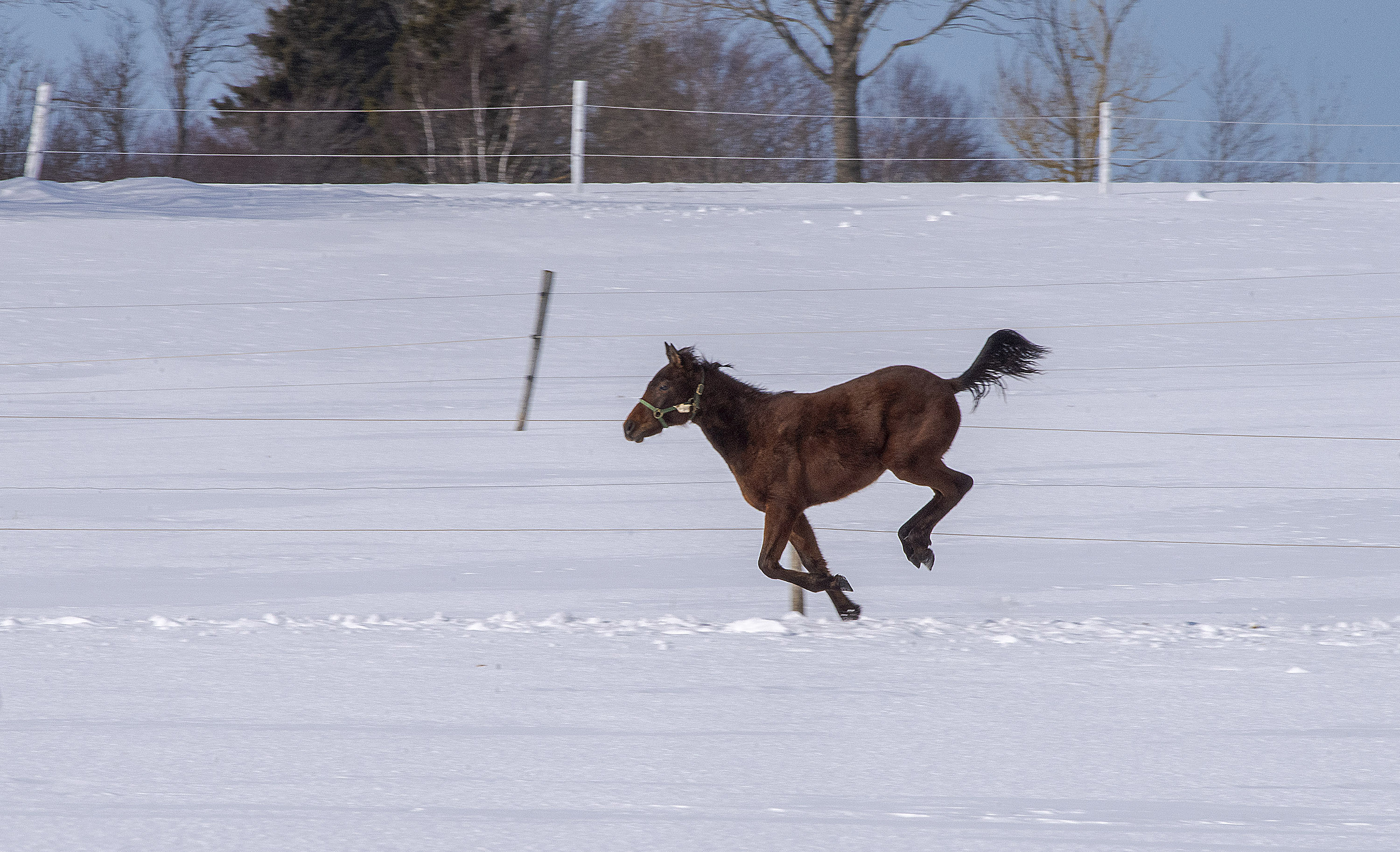 Like most youngsters, this young horse loves the novelty of the snow and makes the most of its time out of barn on a bright sunny winter’s day. (Brian McInnis/CBC)