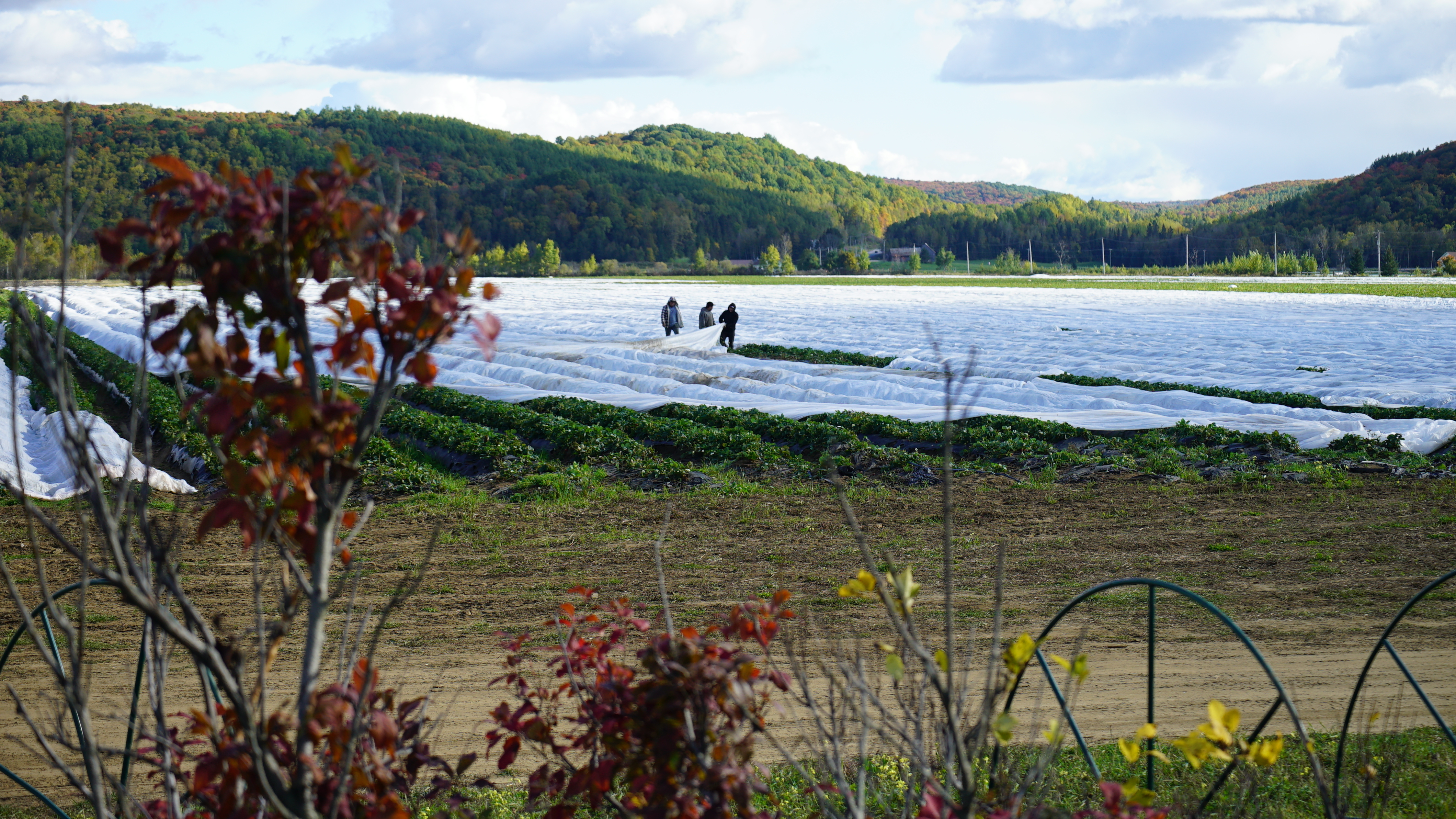 The Pitre farm's fields are nestled amid rolling hills in the Laurentian mountains north of Montreal. (Charles Contant/CBC)