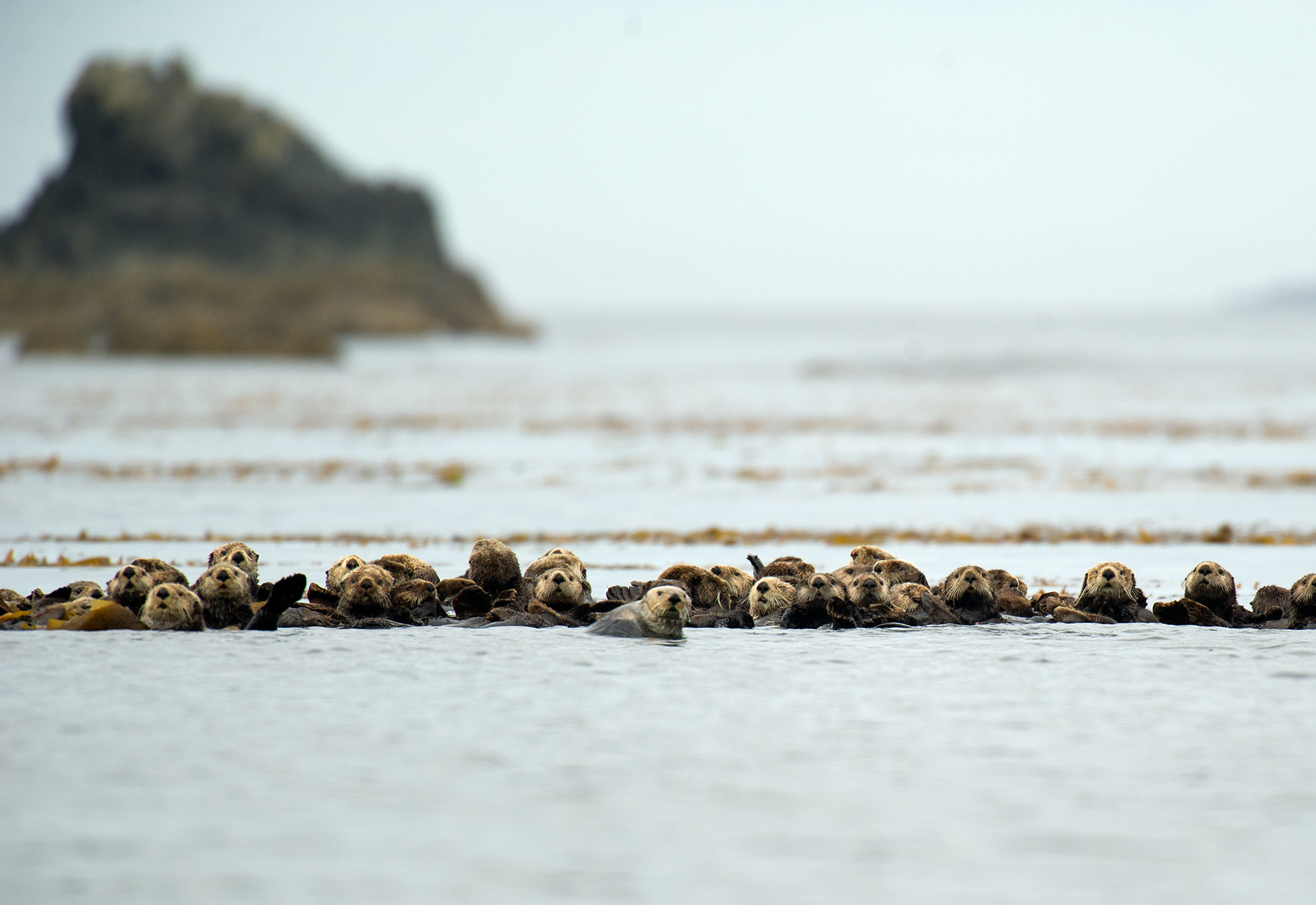 Sea otters often convene in large groups called rafts. Their population on the B.C. coast has grown from 89 in the early 1970s to just over 8,000 today. (Isabelle Groc)