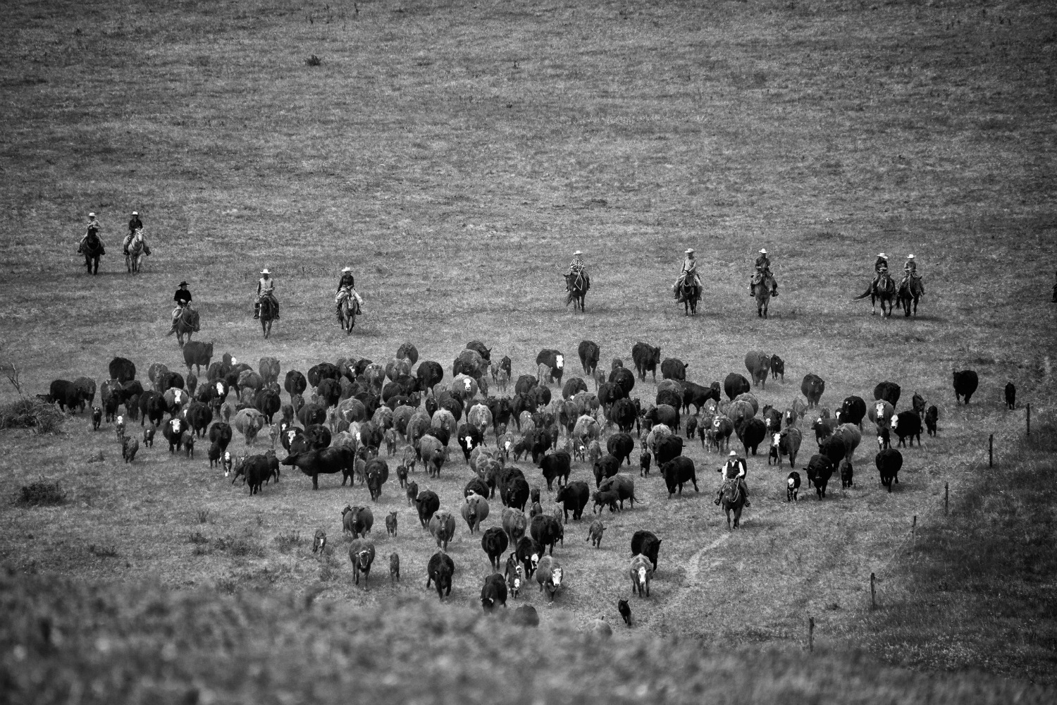 Riders round up a herd of cattle at the ranch. 