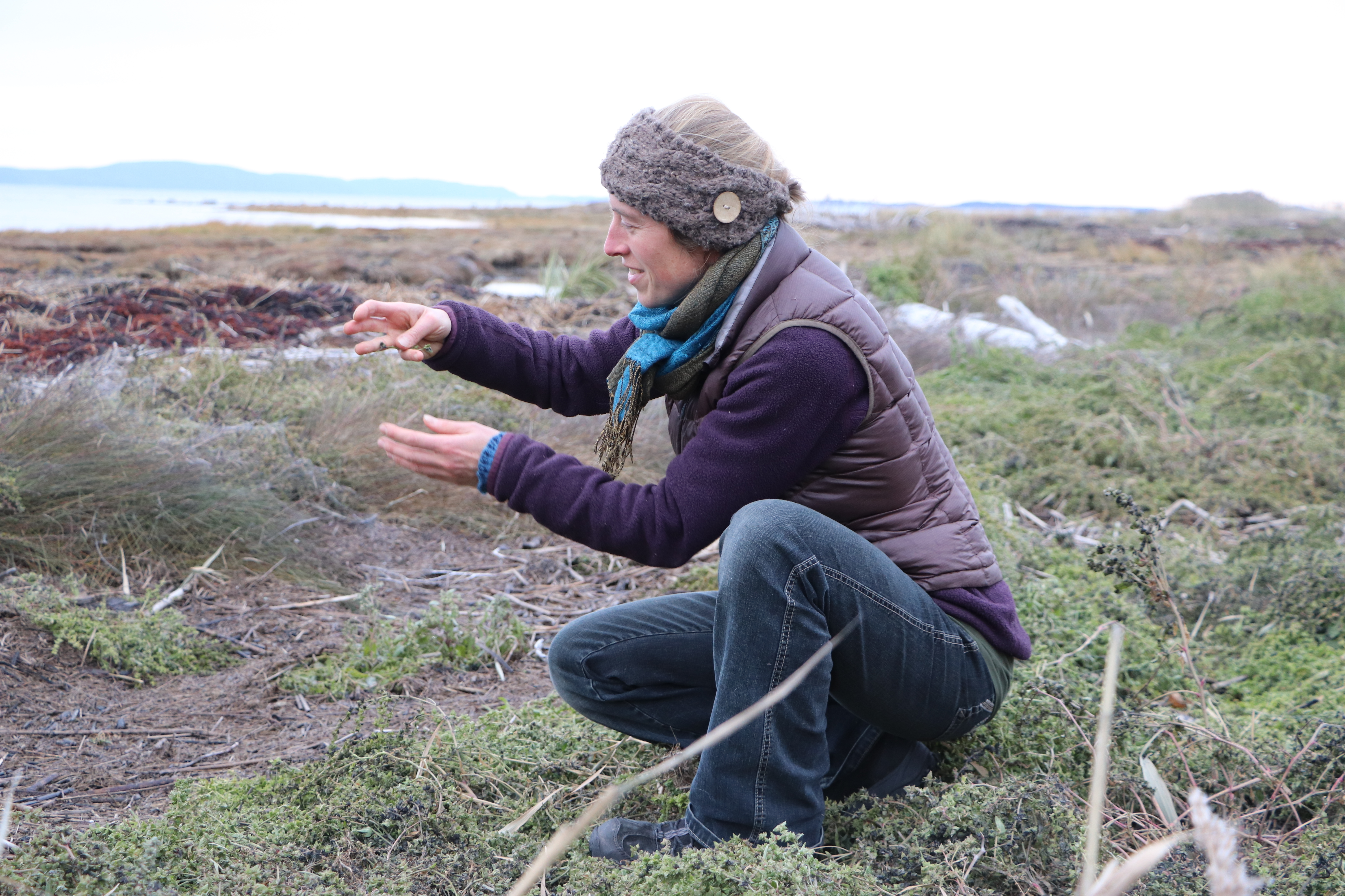 Claudie Gagné takes a handful of sea spinach seeds on the seabed in front of her home and business, Les Jardins de la Mer, in Saint-André-de-Kamouraska. (Julia Page/CBC)