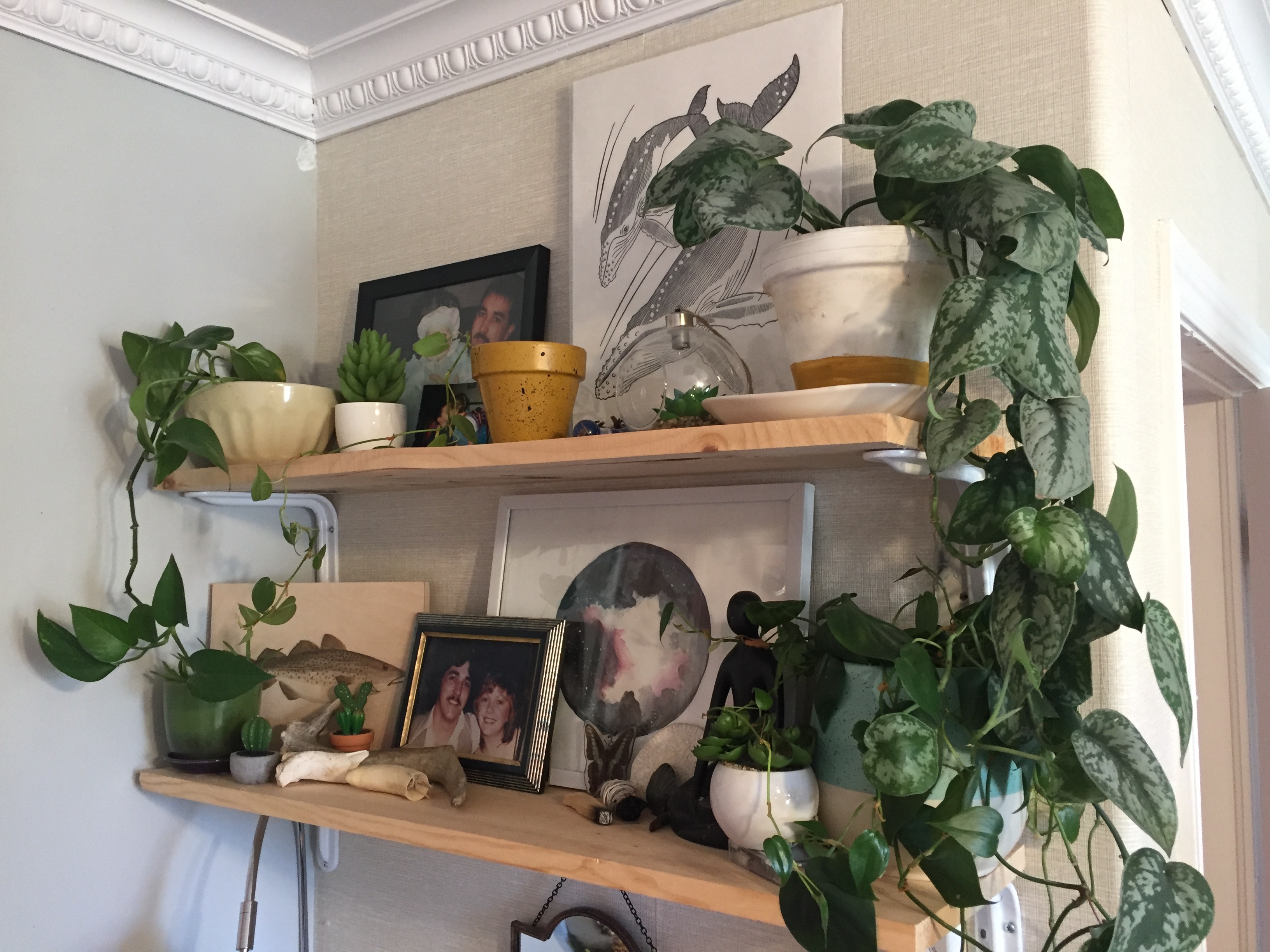 Shila Pennell's room is covered in plants, which she says give her a calmness that she hopes other people feel when they purchase one of her potted creations. (Stephanie Tobin/CBC)