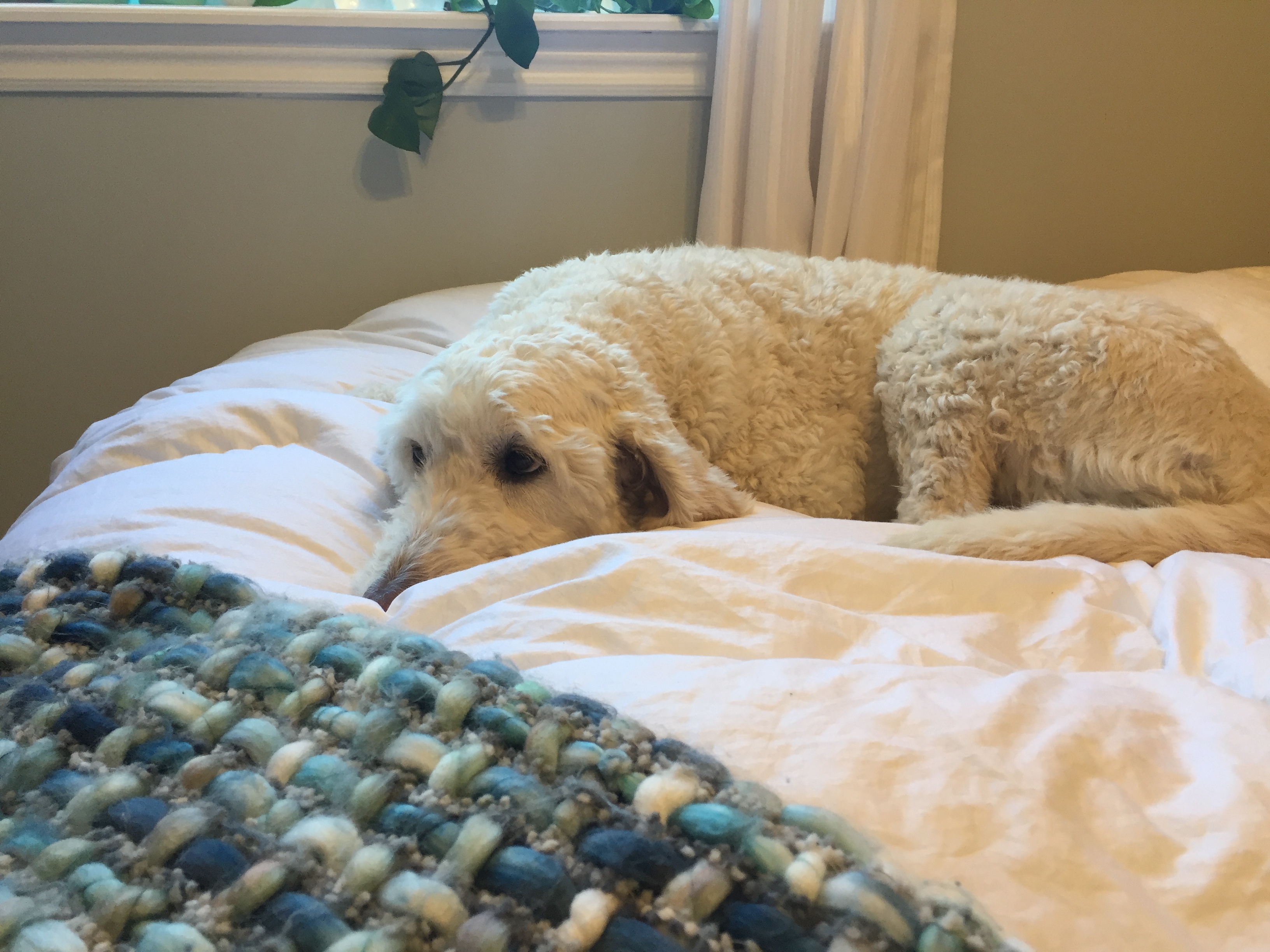 Shila Pennell's pup, Hazel, patiently watches her owner make the latest flower pots to sell online. (Stephanie Tobin/CBC)