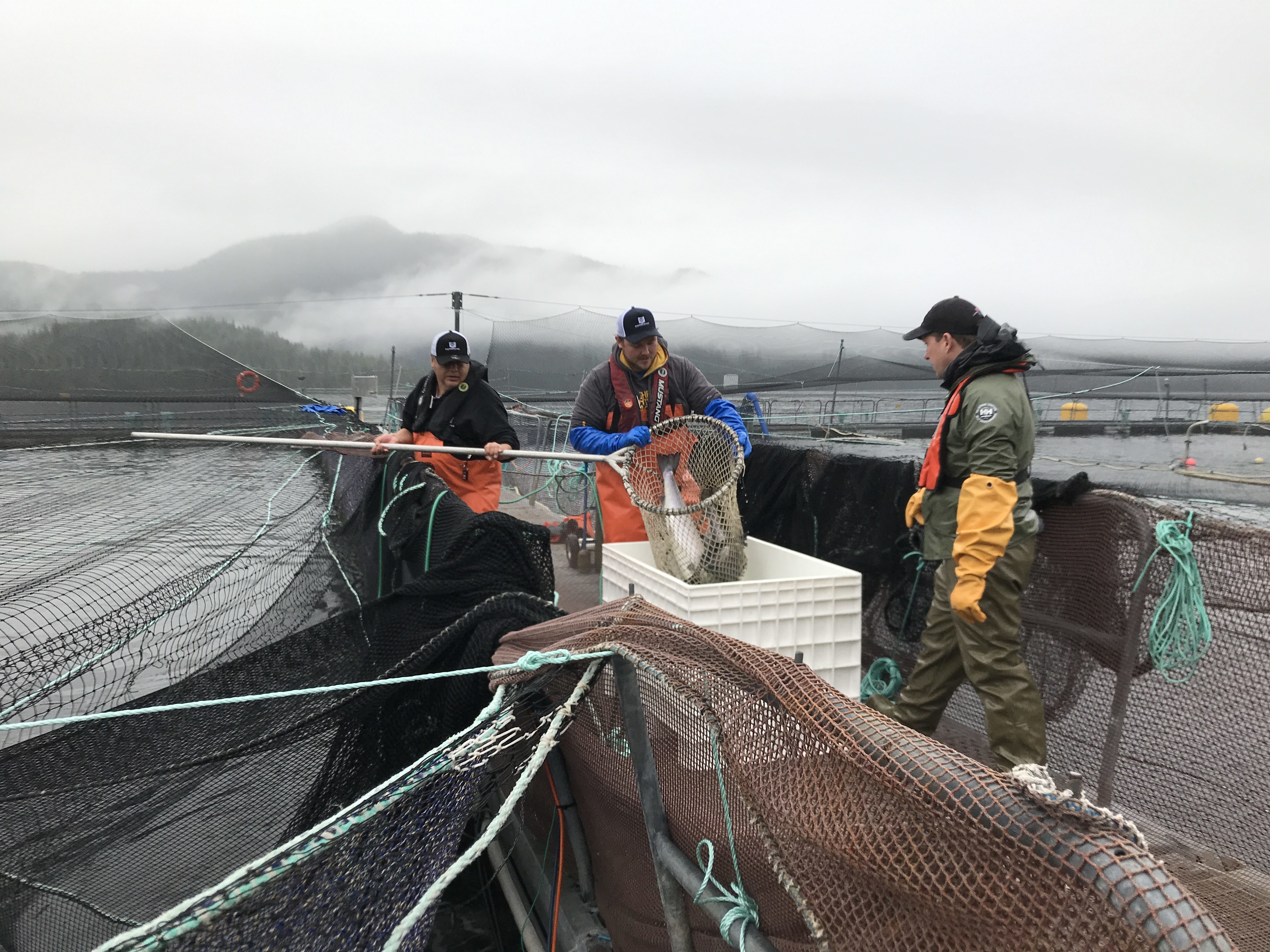 Atlantic Salmon are pulled from their pen for a routine DFO audit to check for sea lice at a fish farm off eastern Vancouver Island. (Megan Thomas/CBC)