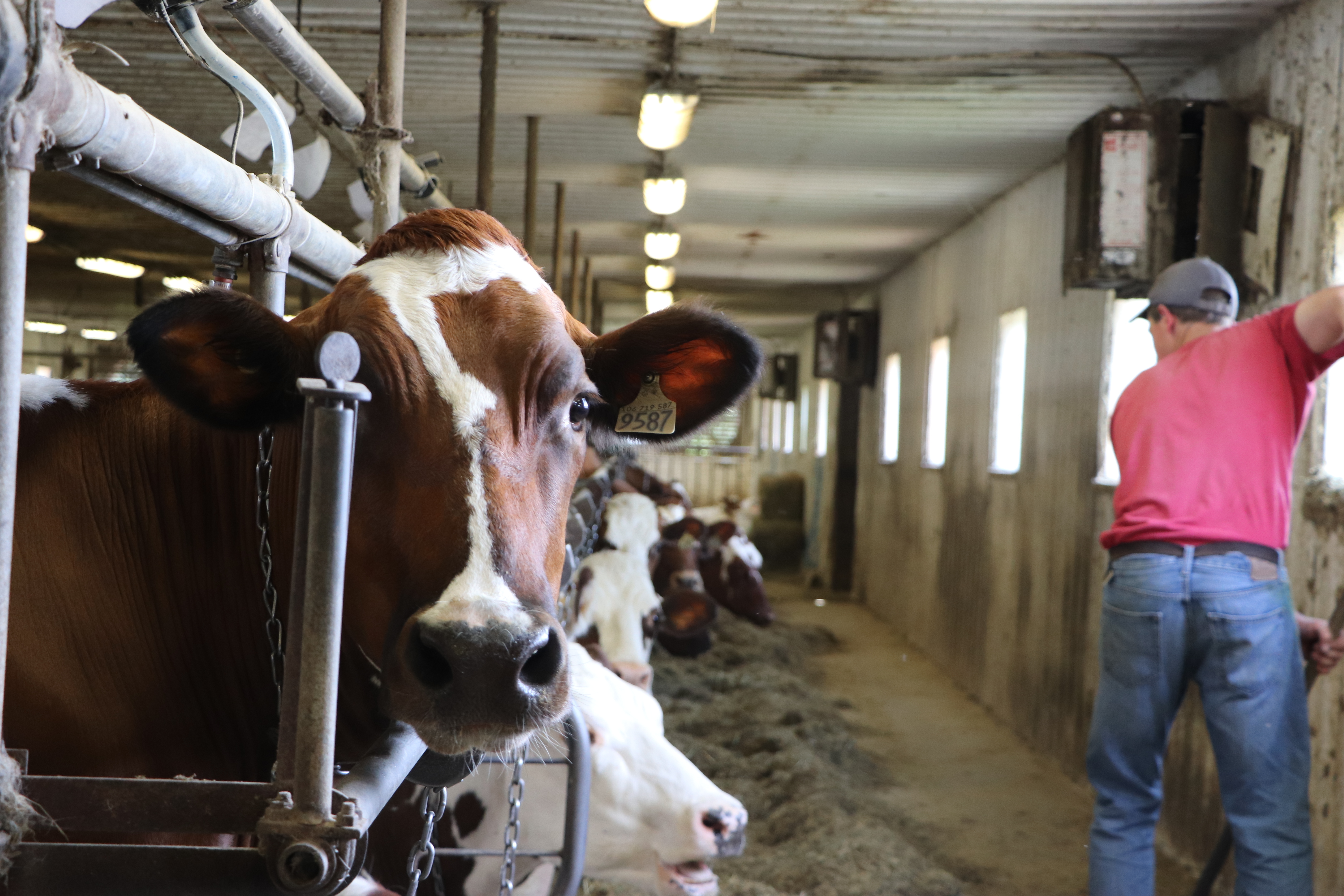 Matthew Burns said his schedule, from 6 a.m. to 8 p.m., ‘isn’t that bad’ compared to other farmers. (Julia Page/CBC)