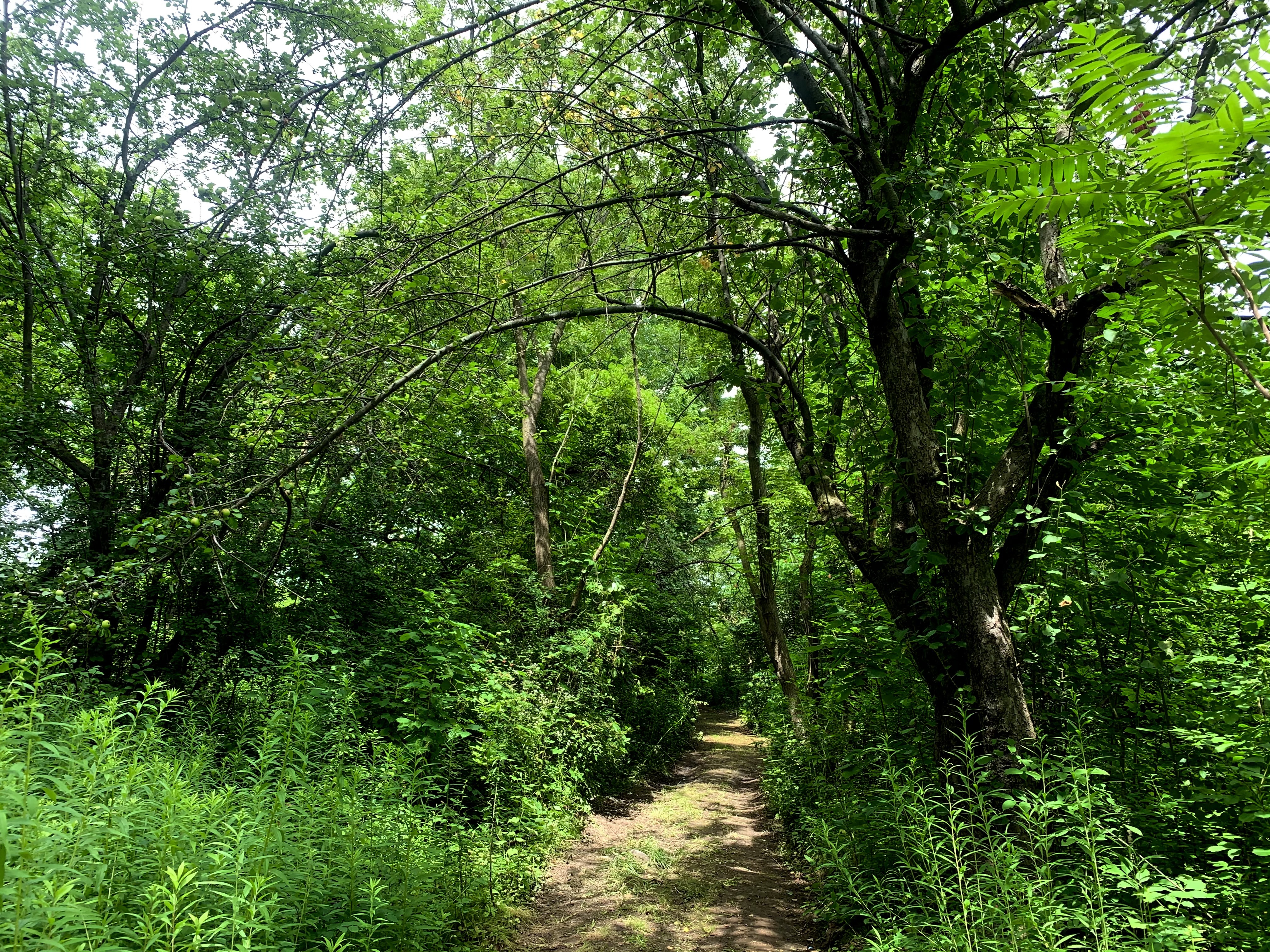 The Rotisken’rakéhte cleared brush to form a trail throughout the encampment. (Ka’nhehsí:io Deer/CBC) 