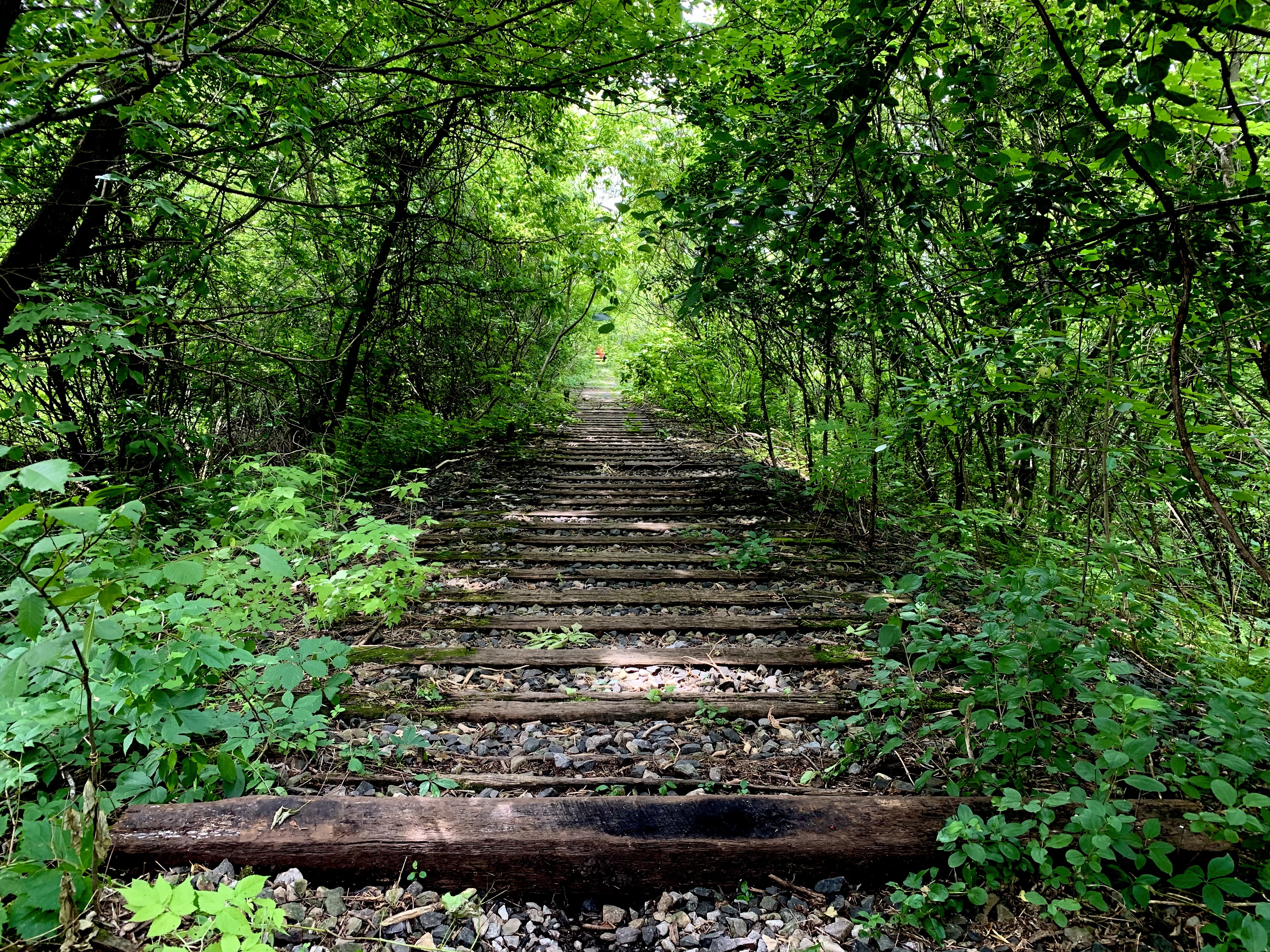 An old railway runs through the land where the encampment is located. (Ka’nhehsí:io Deer/CBC)