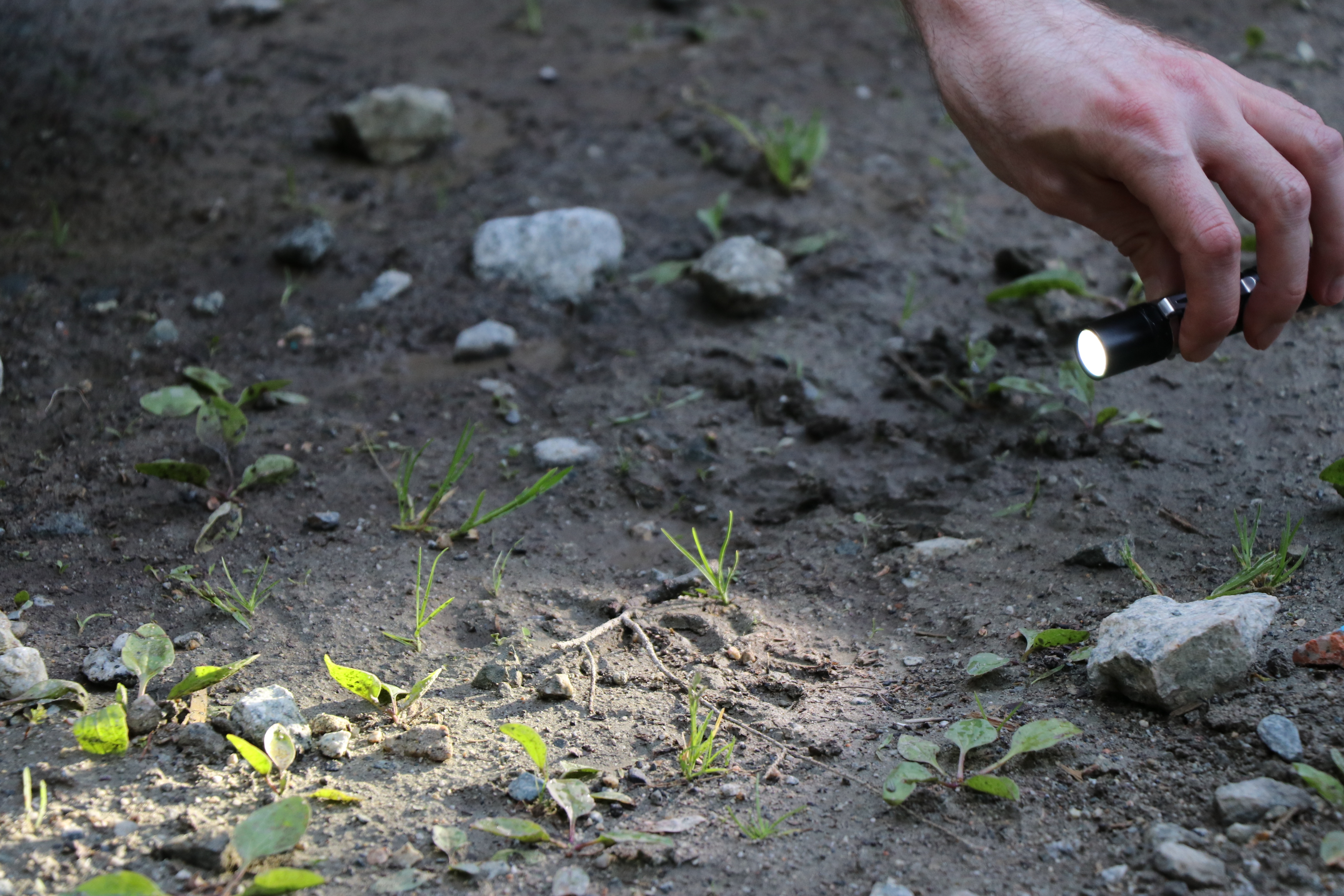 From the size and stride length of a footprint, it's possible to extrapolate information about where a missing person might have headed. (Clare Hennig/CBC) 