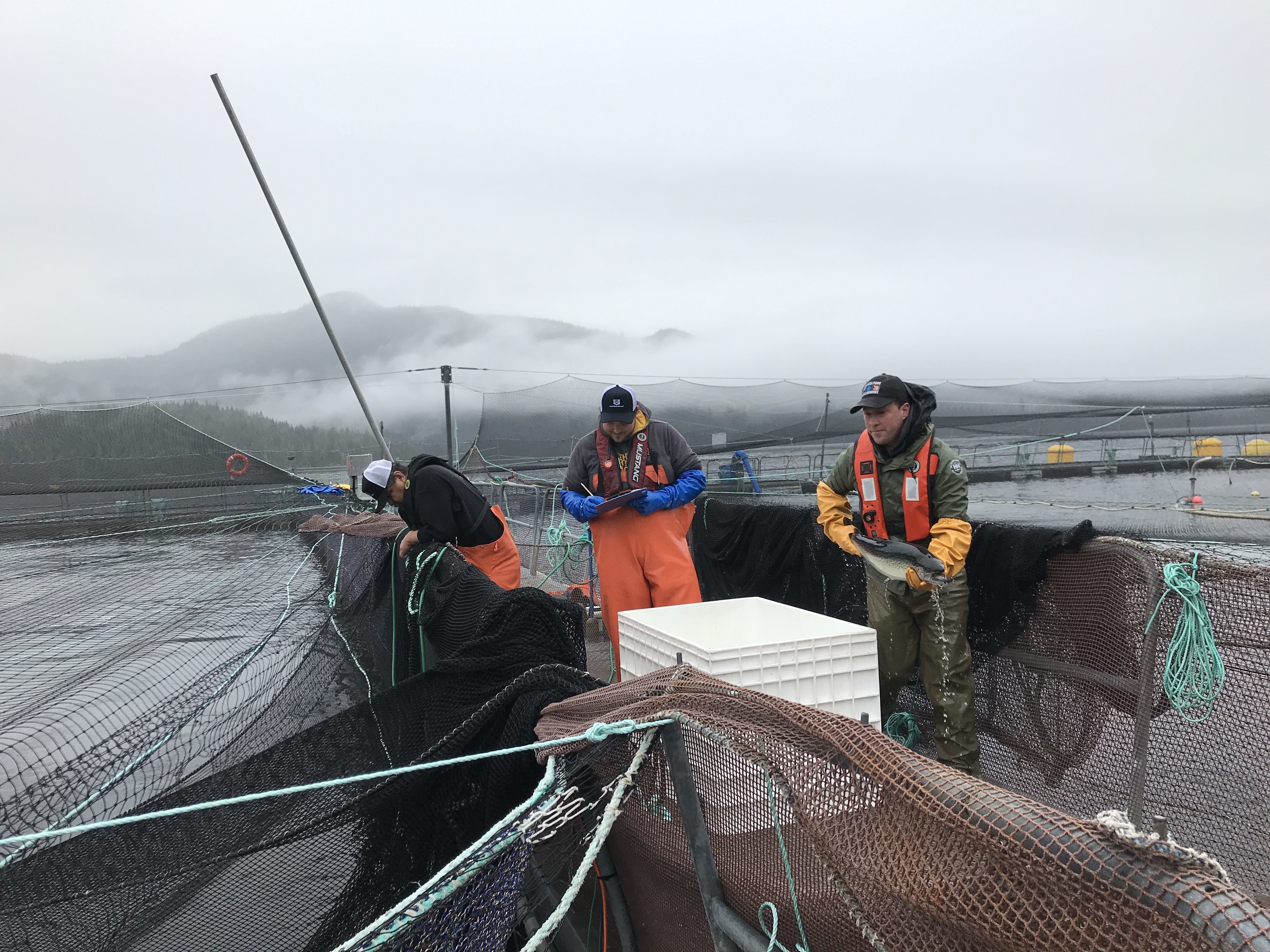 No sea lice is found on this fish during a routine health audit at a B.C. fish farm (Megan Thomas/CBC)