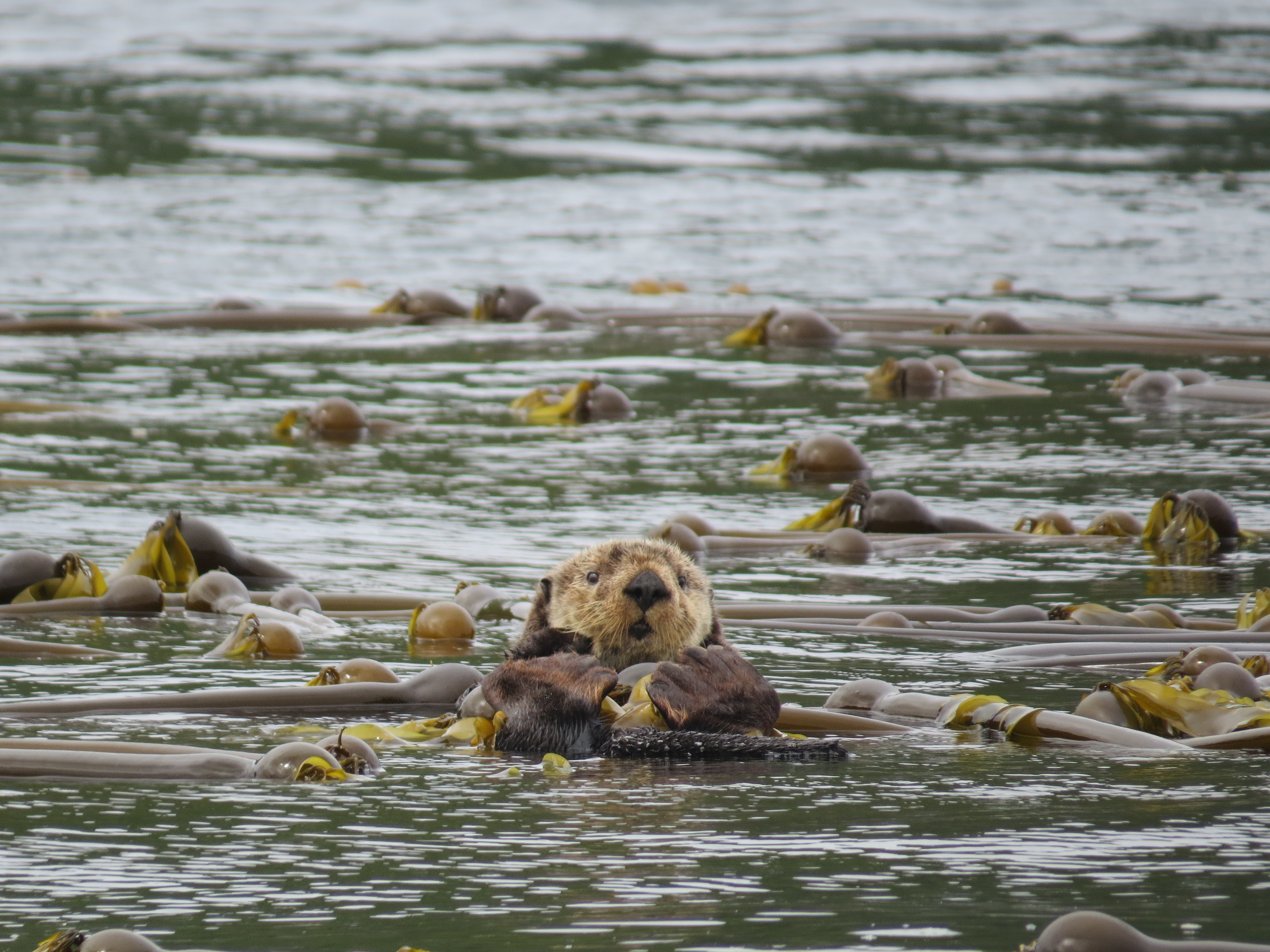 Despite their growing numbers, sea otters are still considered a species of special concern in Canada. (Keith Holmes/Hakai Institute)