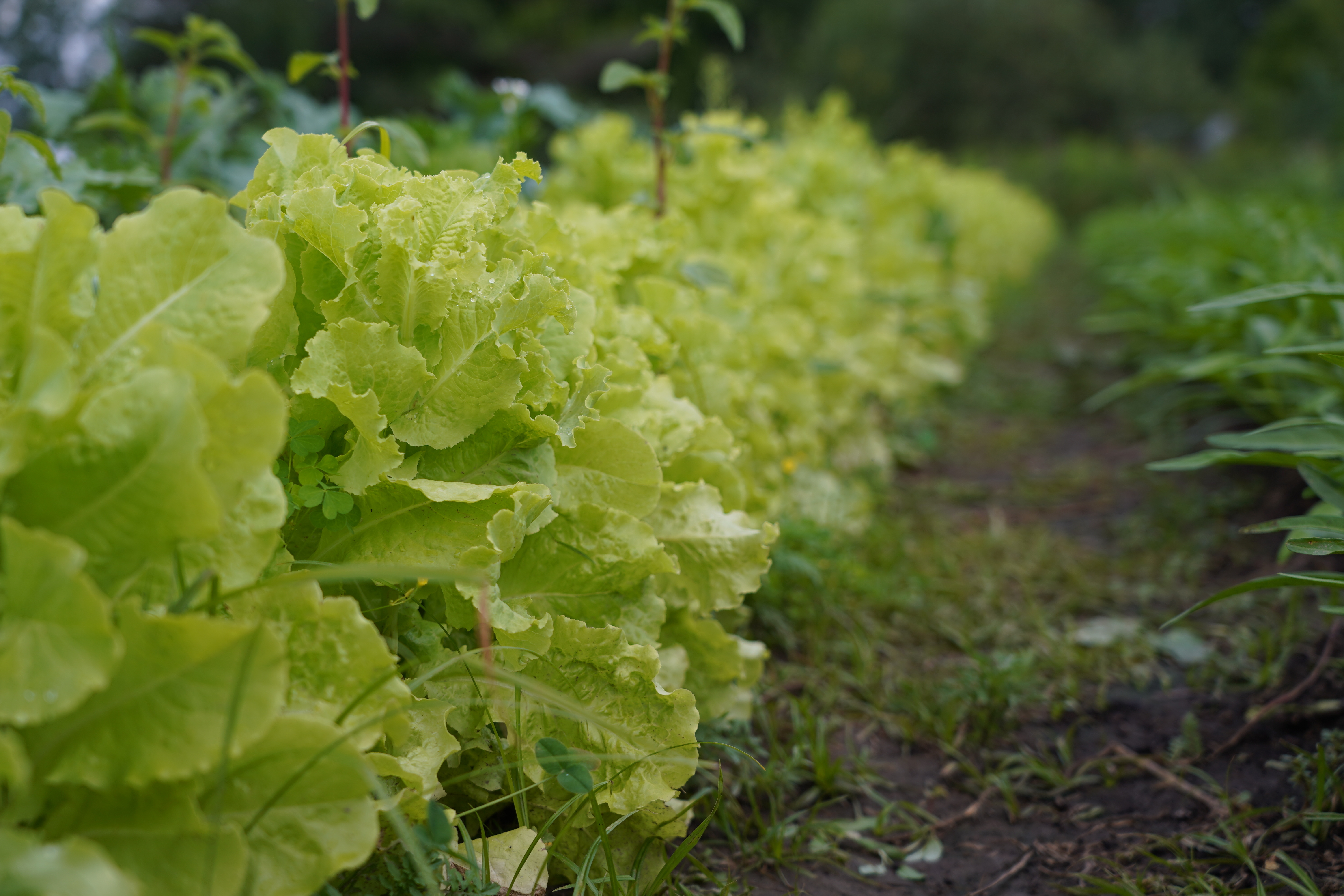 Naw says lettuce has been plentiful this year in her garden. It's one of the crops they're donating to the food bank as part of the refugee farming program. (Francis Ferland/CBC)