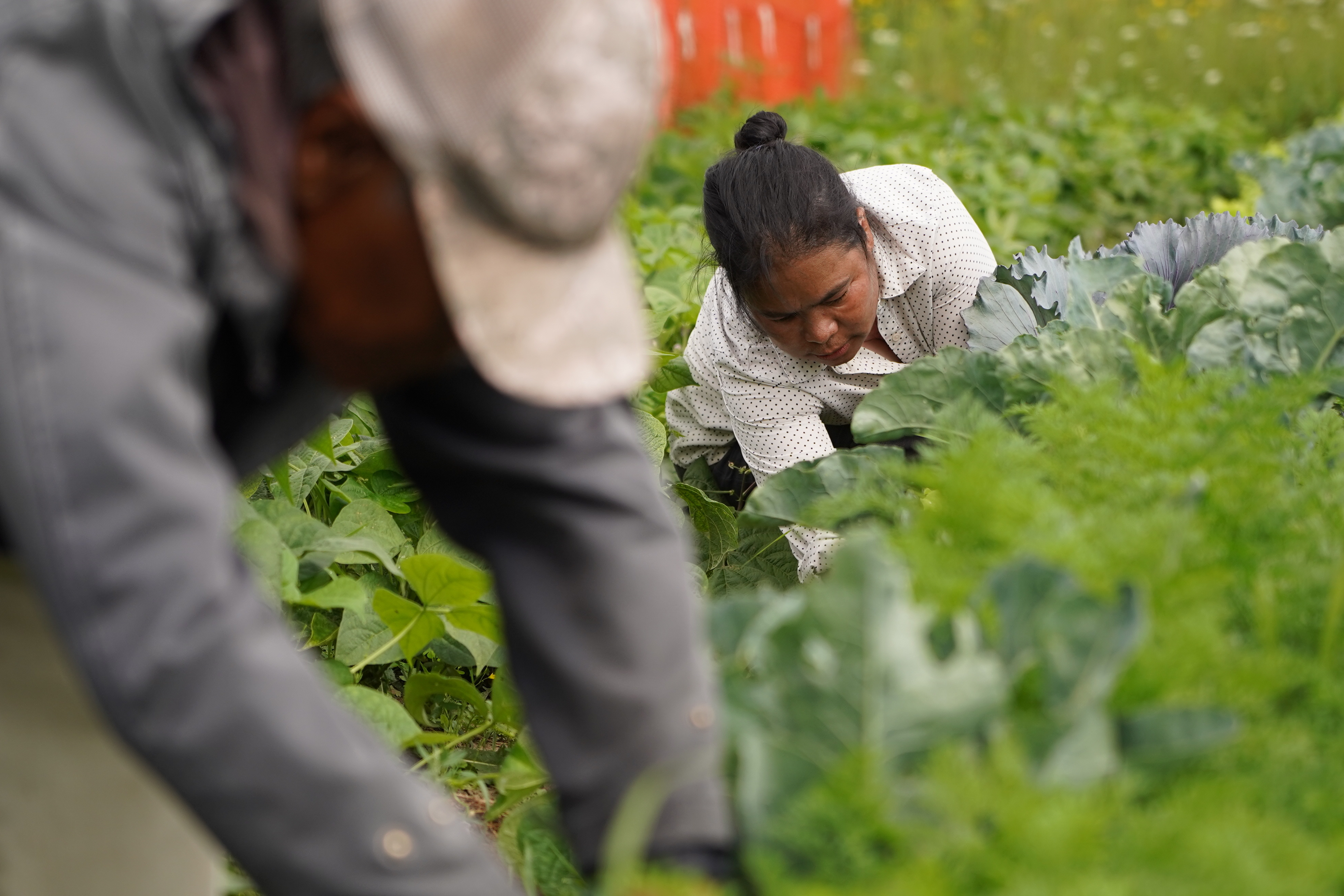 Kheela Naw says some of the seeds she planted came from back home in Myanmar. The family will save them for planting again next year, particularly the ones that are hard to find. (Francis Ferland/CBC) 