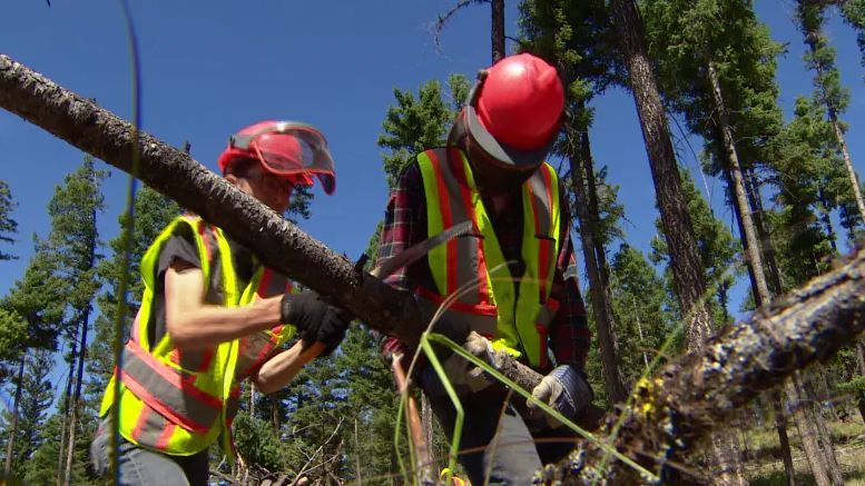 High school students clear brush as part of Logan Lake's wildfire mitigation program in 2017. ((Mike McArthur/CBC)