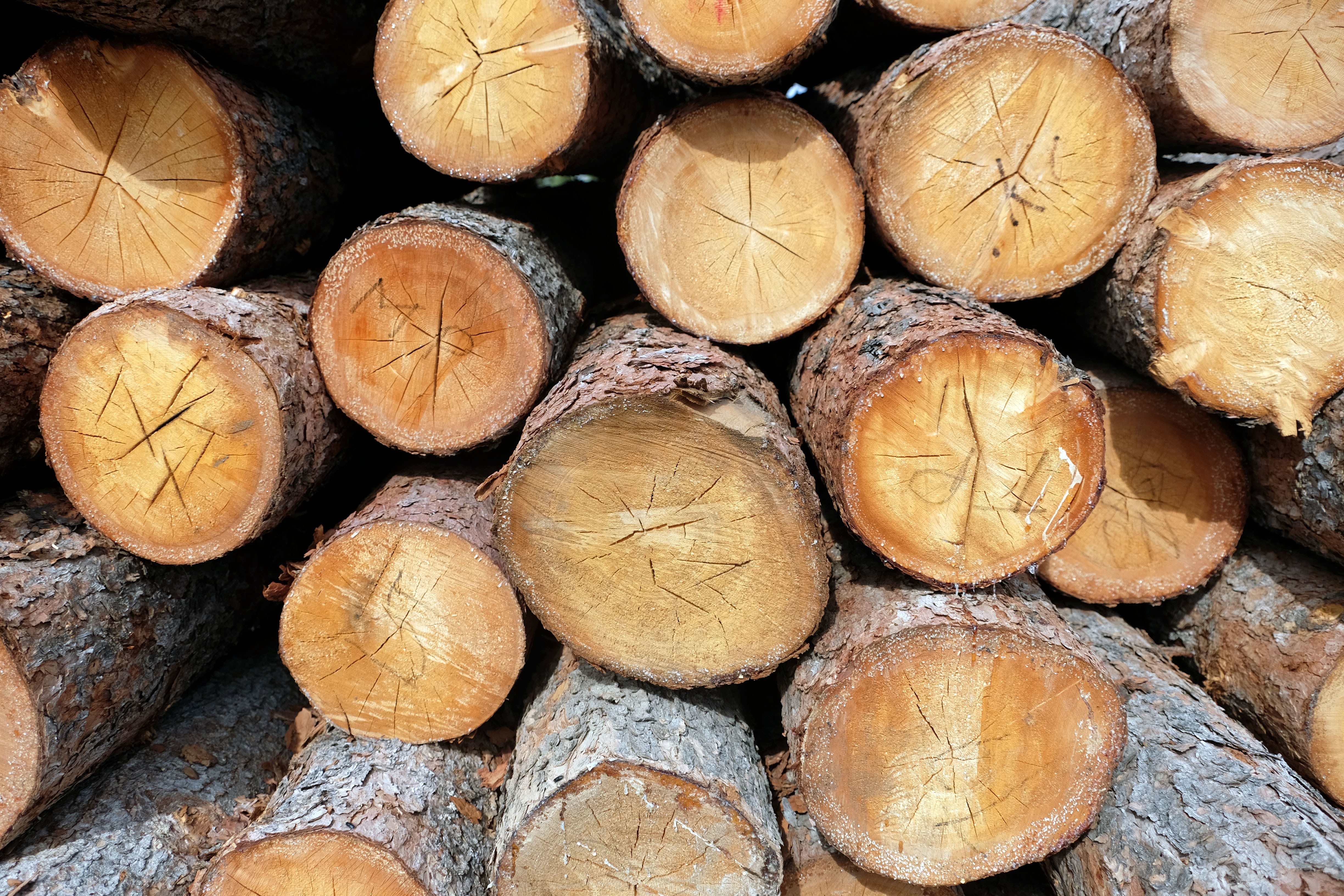 Spruce logs are stacked at the lumber yard in Fort Good Hope. Soon, they'll be milled into boards for construction projects.