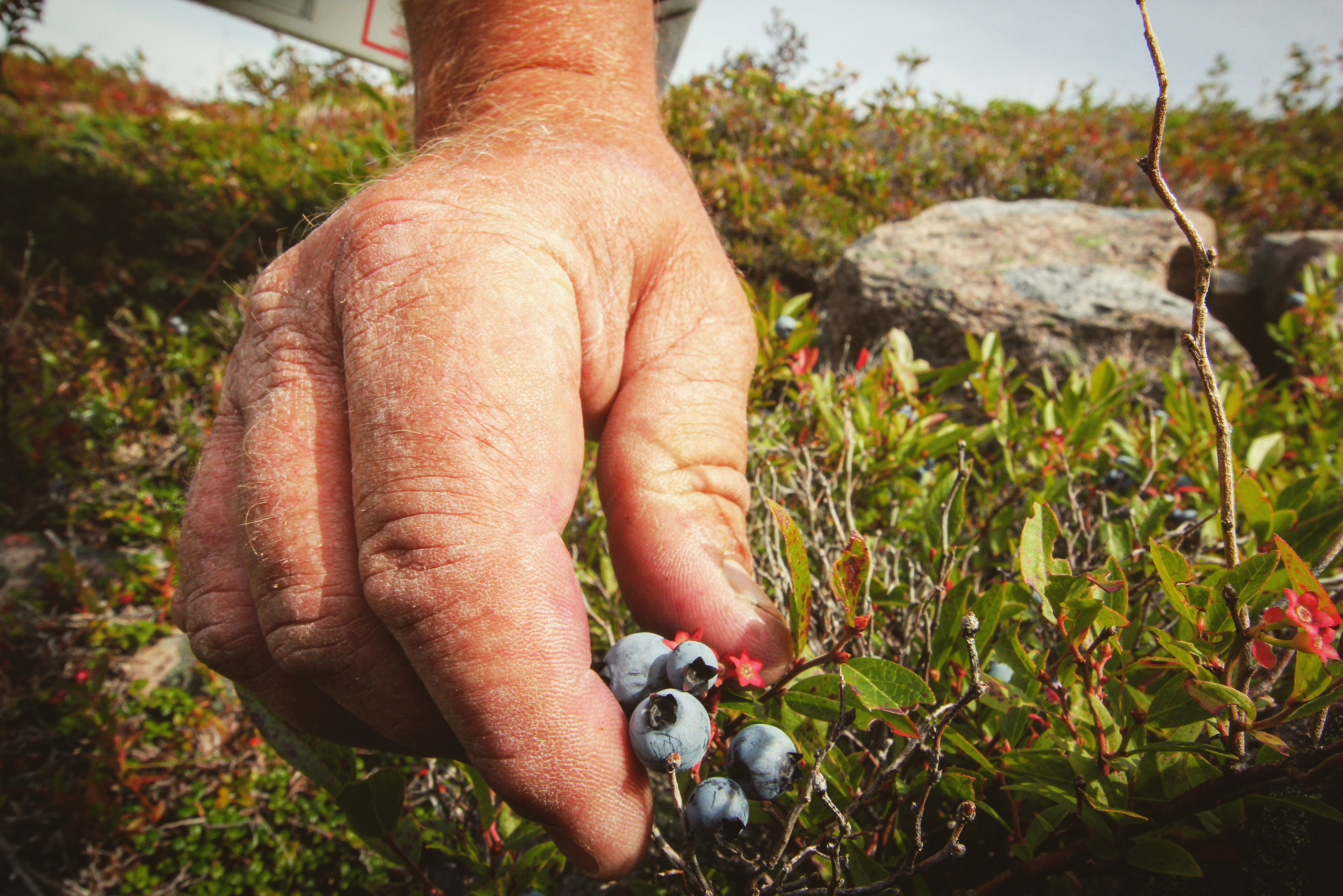 Rowbottom picks berries along the shores of St. John's every day in the summer and fall, rain or shine. (Gavin Simms/CBC)