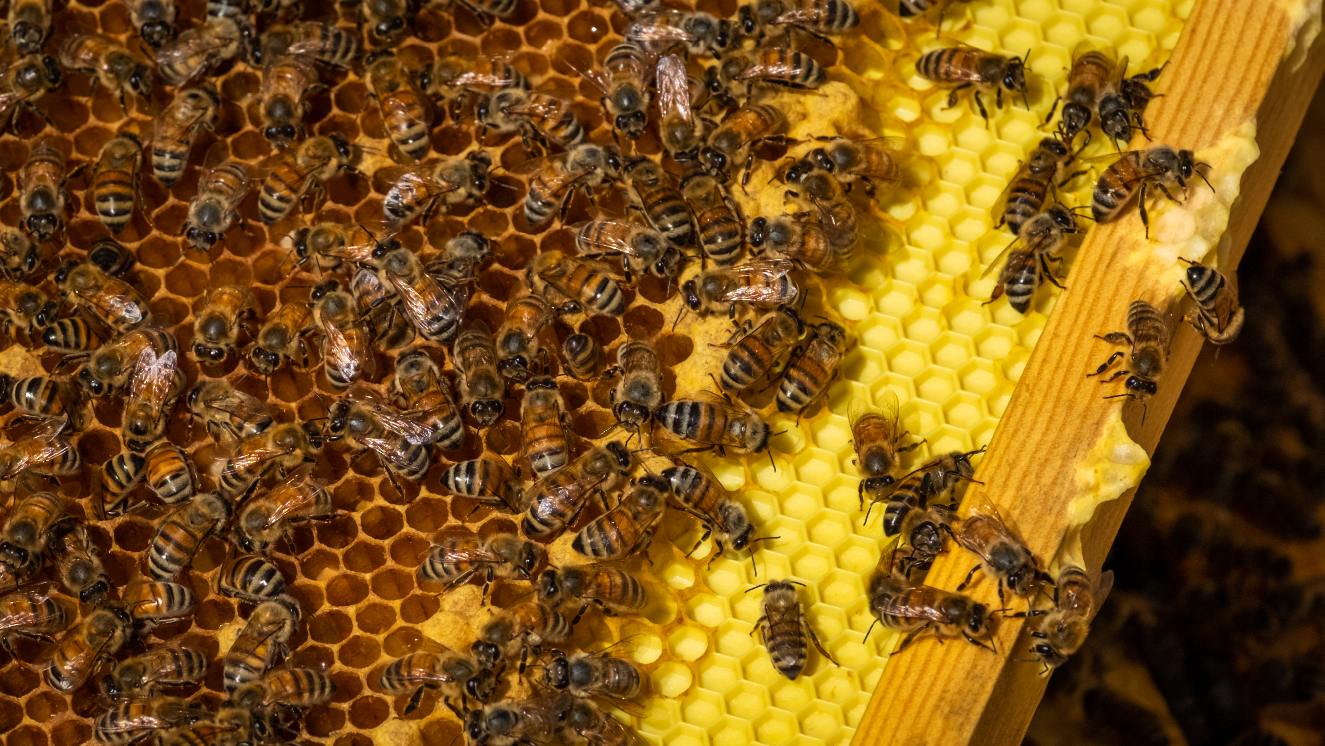 'You have the smell of the honey and the beeswax, you have the vibration of the bees as you’re holding the frame, the sound of the bees, the flavour of honey as you can taste it.... It’s really a full experience.' (Michel Aspirot/CBC)