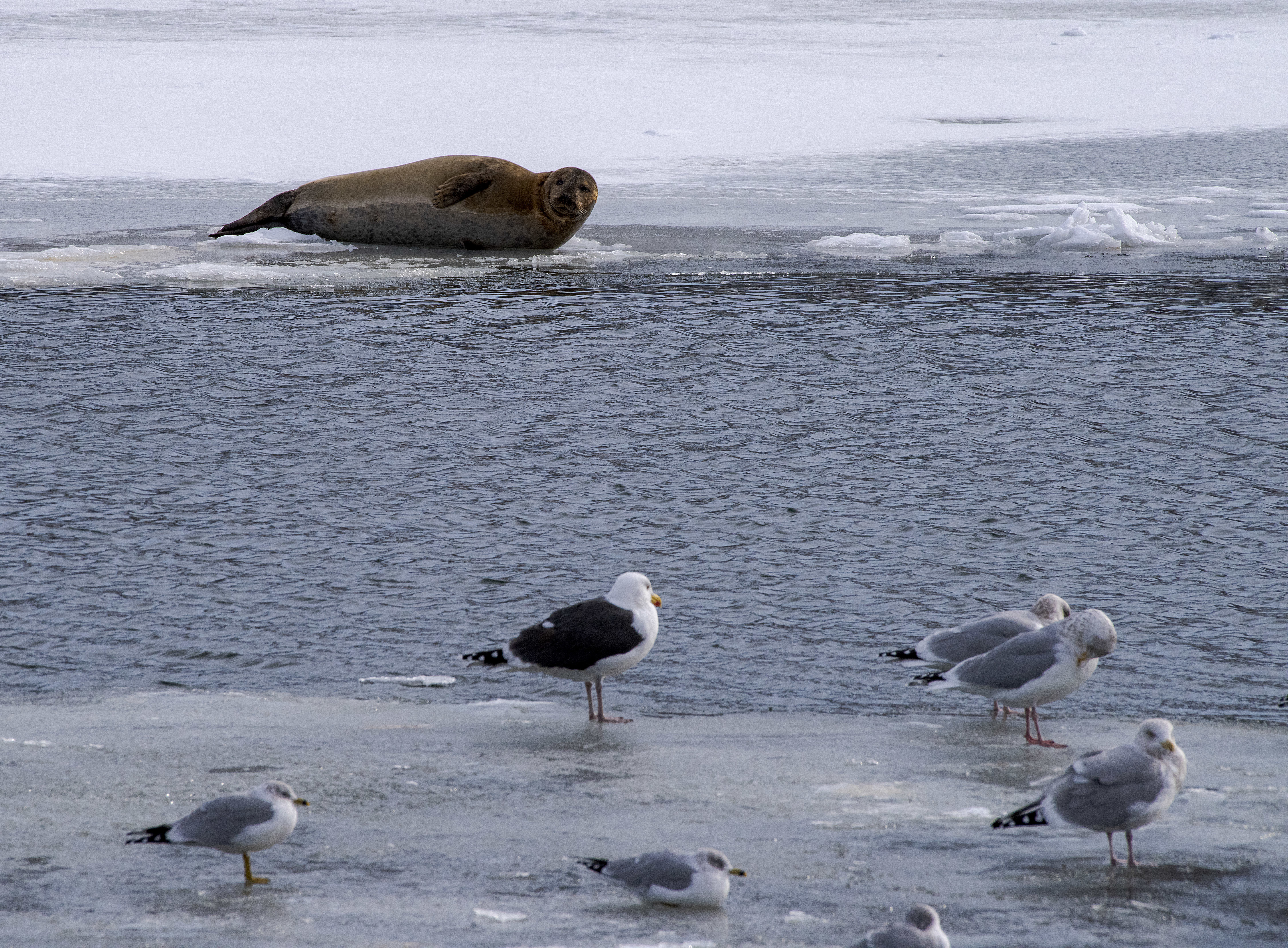 This large harbour seal shares some space with seagulls as it relaxes on the ice at the Montague marina. (Brian McInnis/CBC)