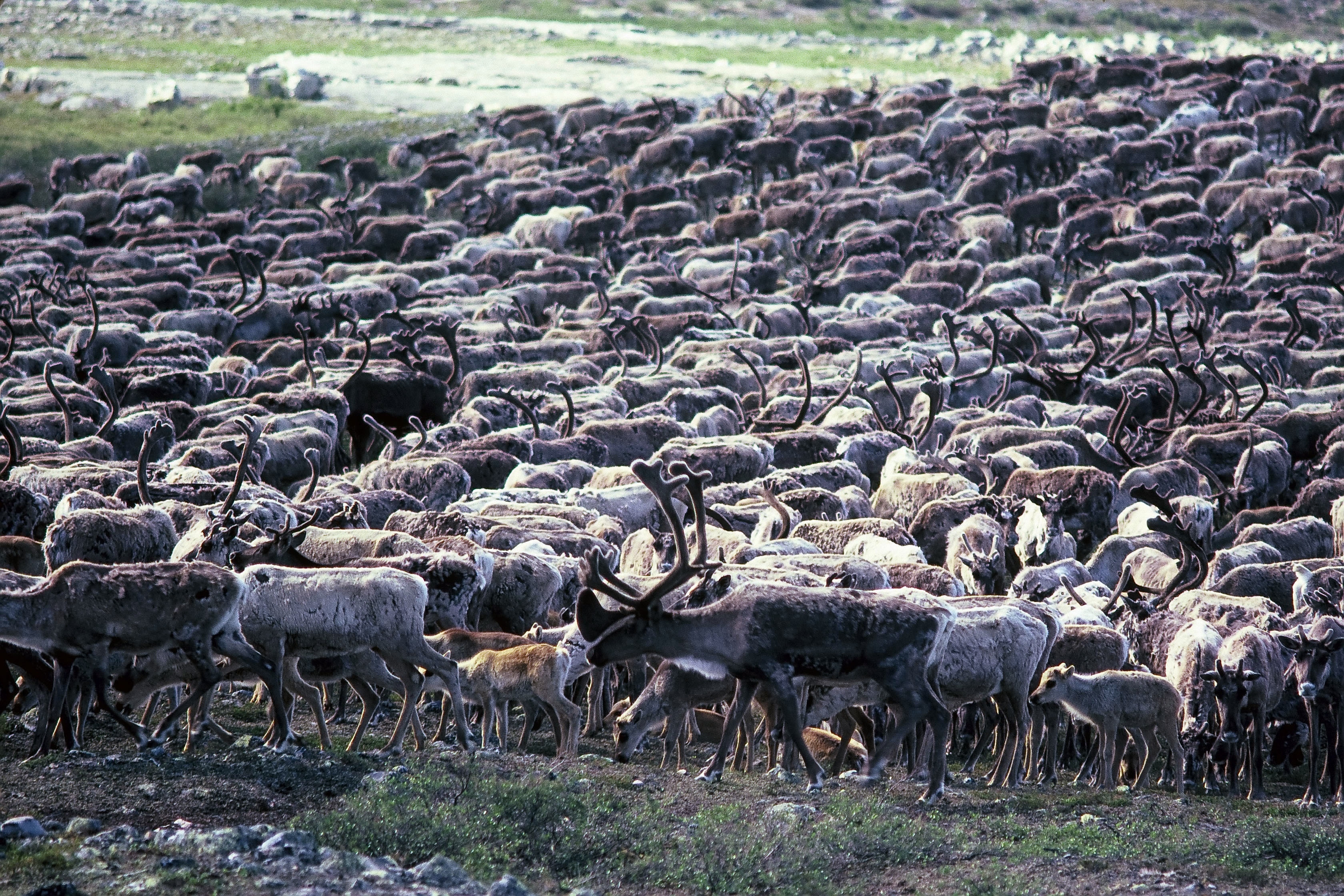 A part of the Beverly Caribou herd in late July 1985 on the upper Thelon River. The caribou are packed together to minimize insect harassment. (Photo by Alex Hall)