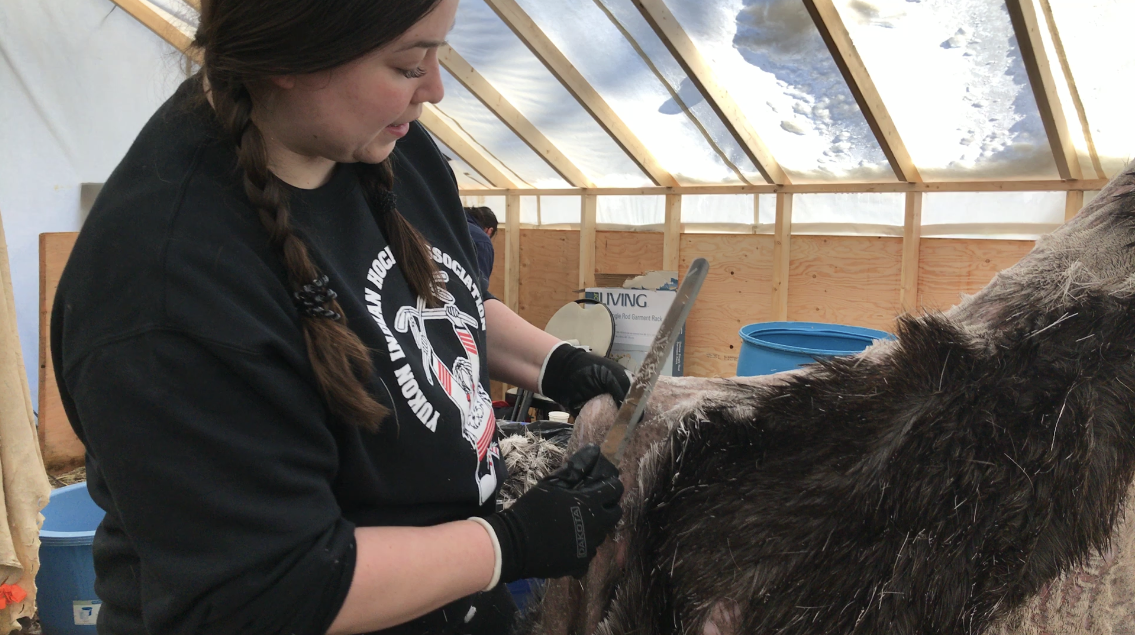 Courtney Wheelton cuts the hair off the first moosehide she'll prepare from start to finish. (Jane Sponagle/CBC)