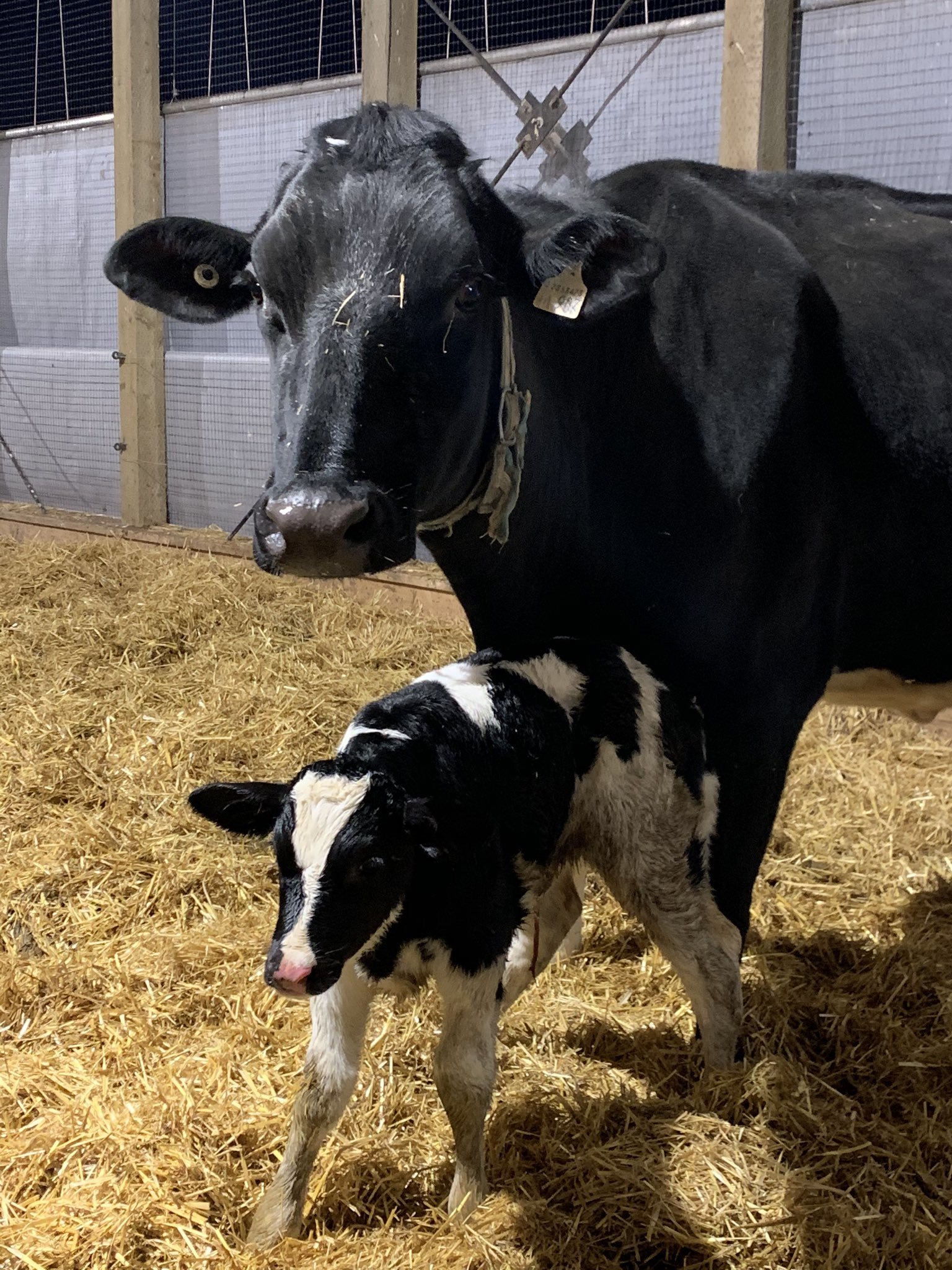  In March, Agriculture Minister Bloyce Thompson made a gesture of thanks aimed at Morrison, naming a newly-born calf after her and another after Health PEI’s chief of nursing Marion Dowling. (Submitted by Bloyce Thompson)