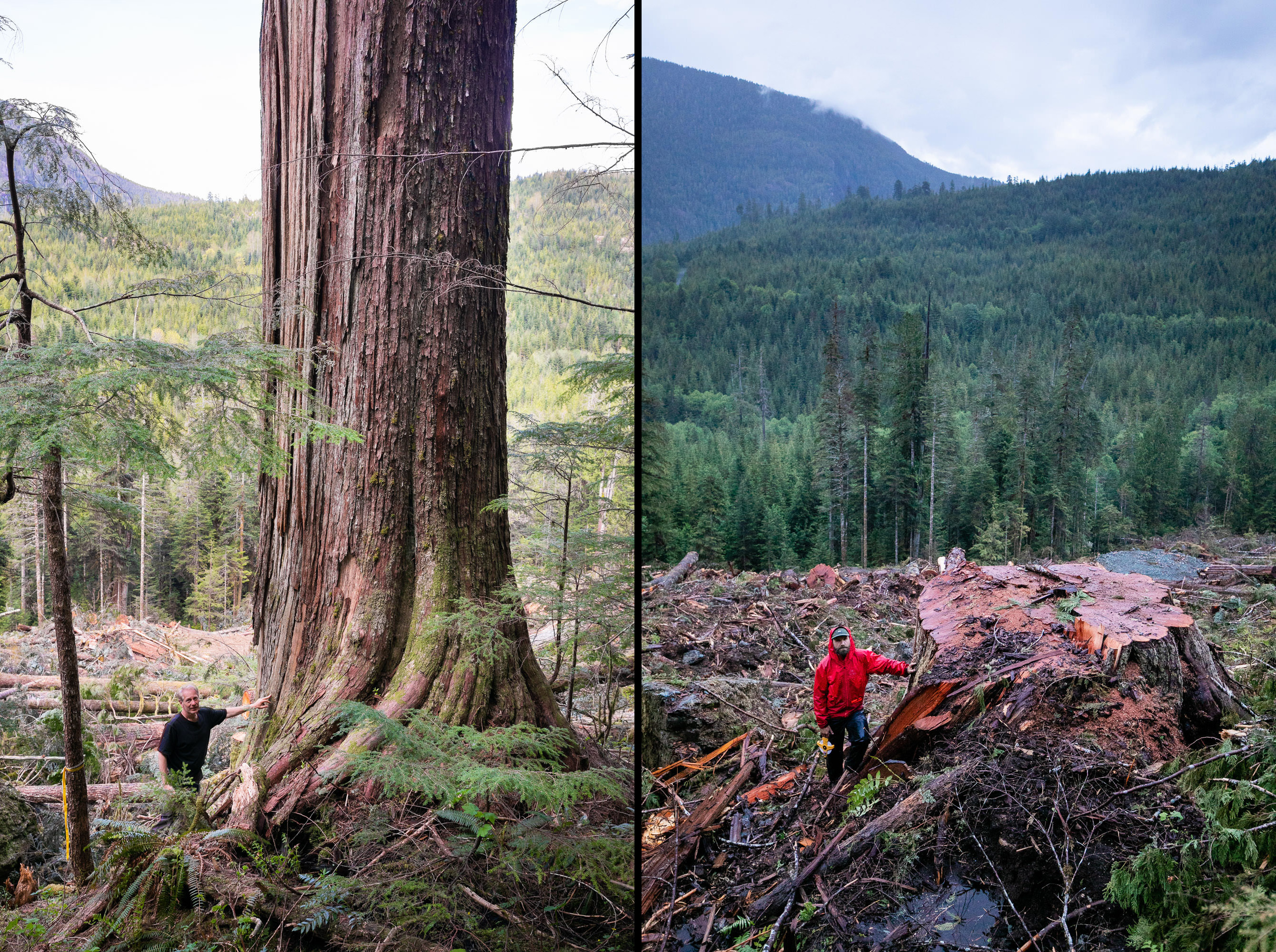 A before and after photo of a large old-growth red cedar logged in the Nahmint Valley on Vancouver Island. (TJ Watt)