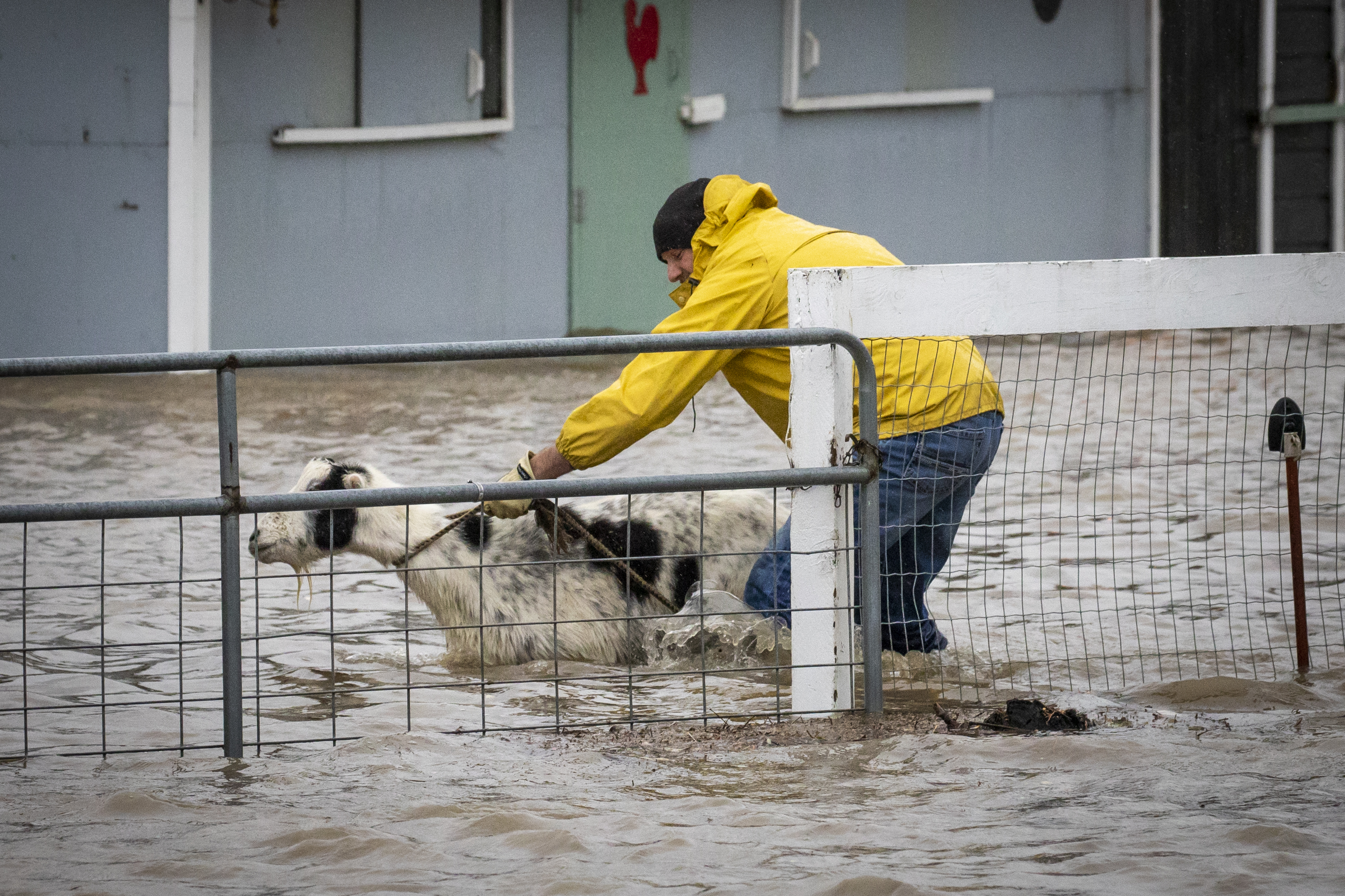 Another farmer in Abbotsford wrestles with a goat to get the animal to drier ground on Monday. (Reuters)