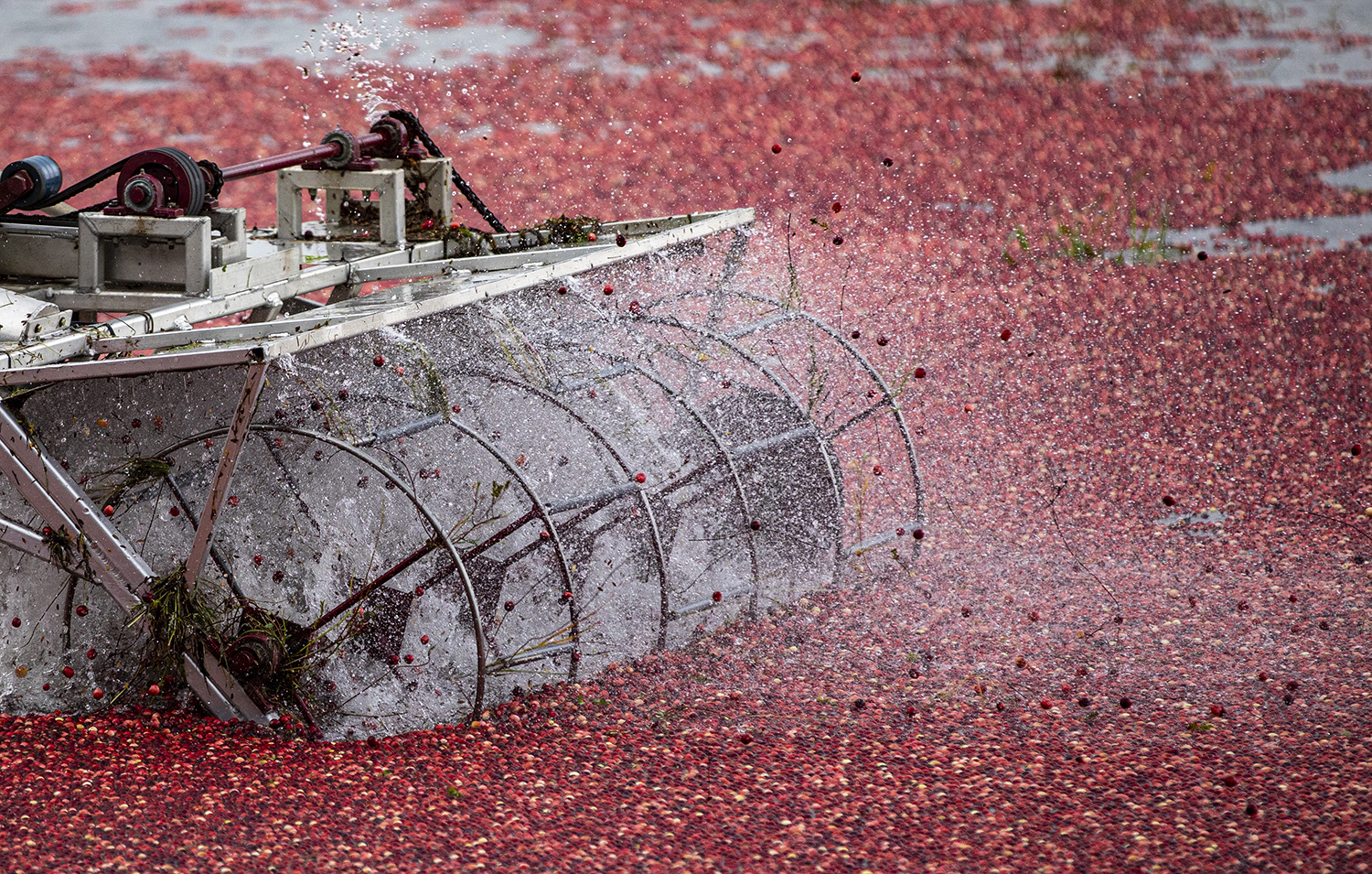 The beater pulls the cranberries off the vines.