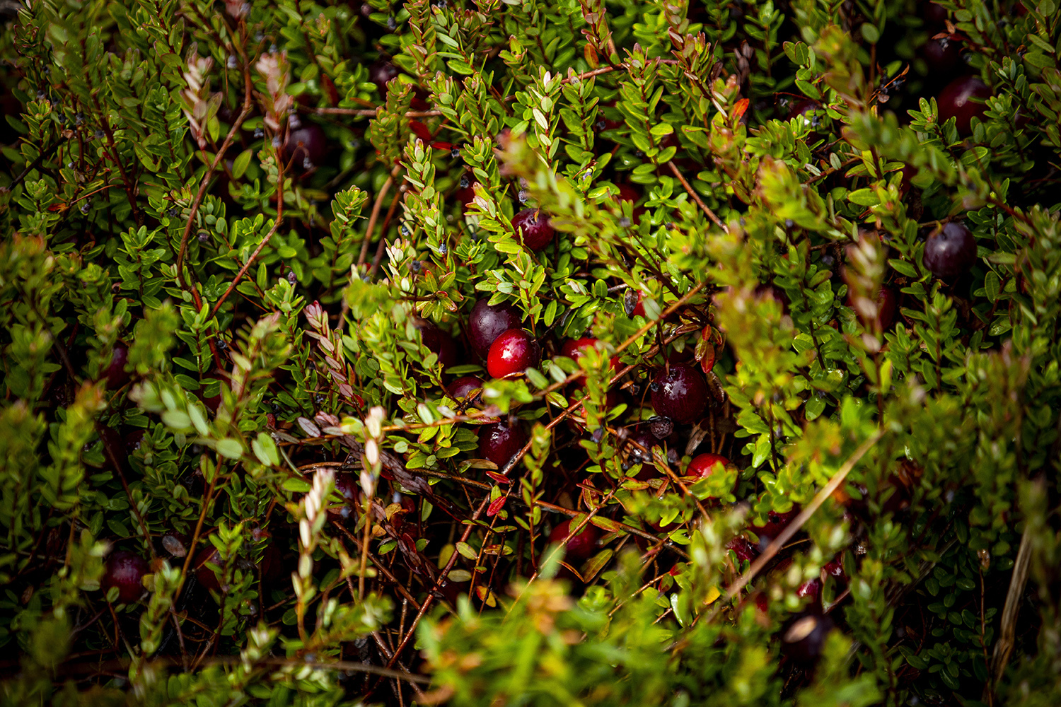 Cranberry plants are low-growing perennial vines.