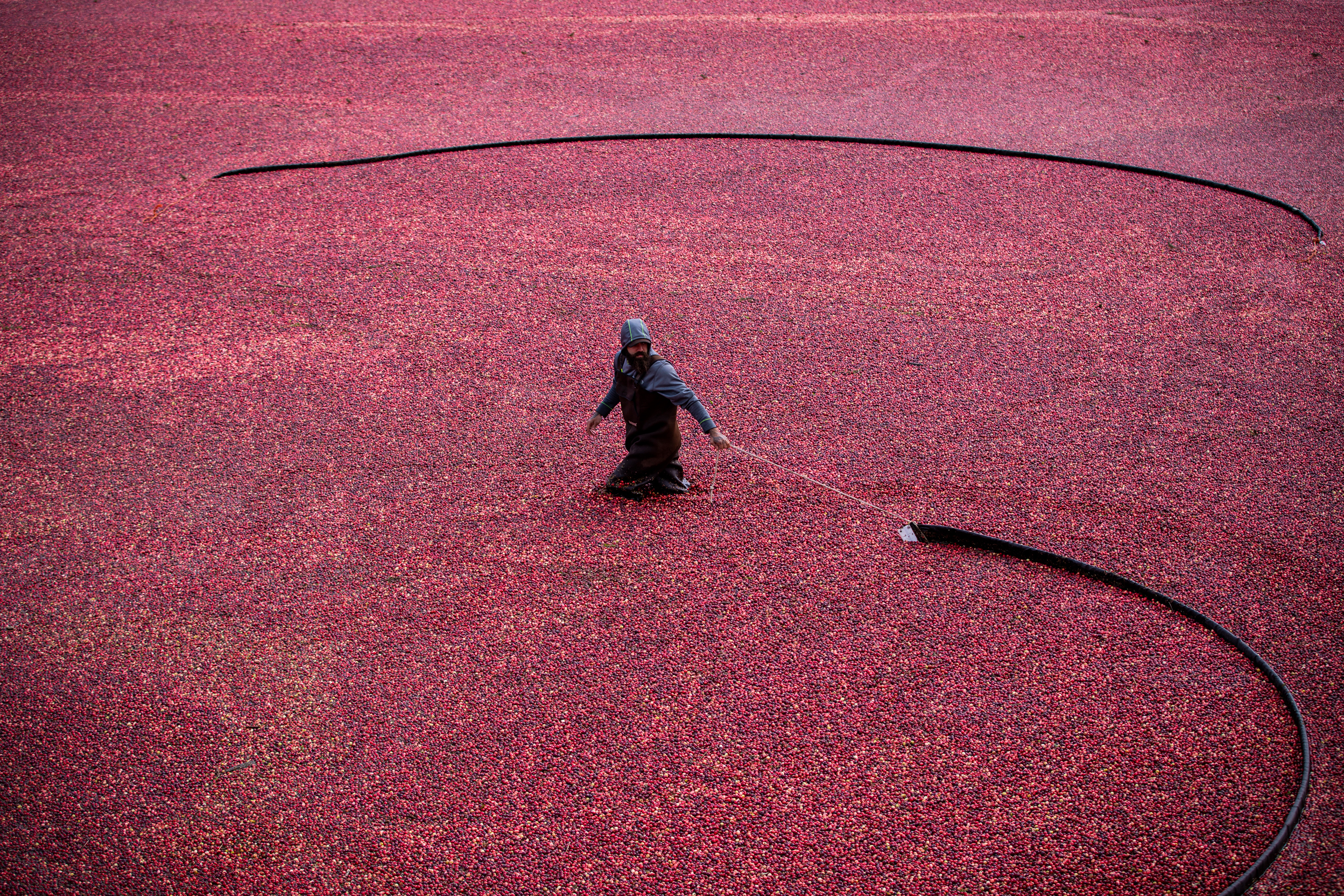 Workers use ‘beaters’ to loosen cranberries causing them to float at Coastal Cranberries Co., in Langley, B.C. on Oct. 3, 2019. (Ben Nelms/CBC)