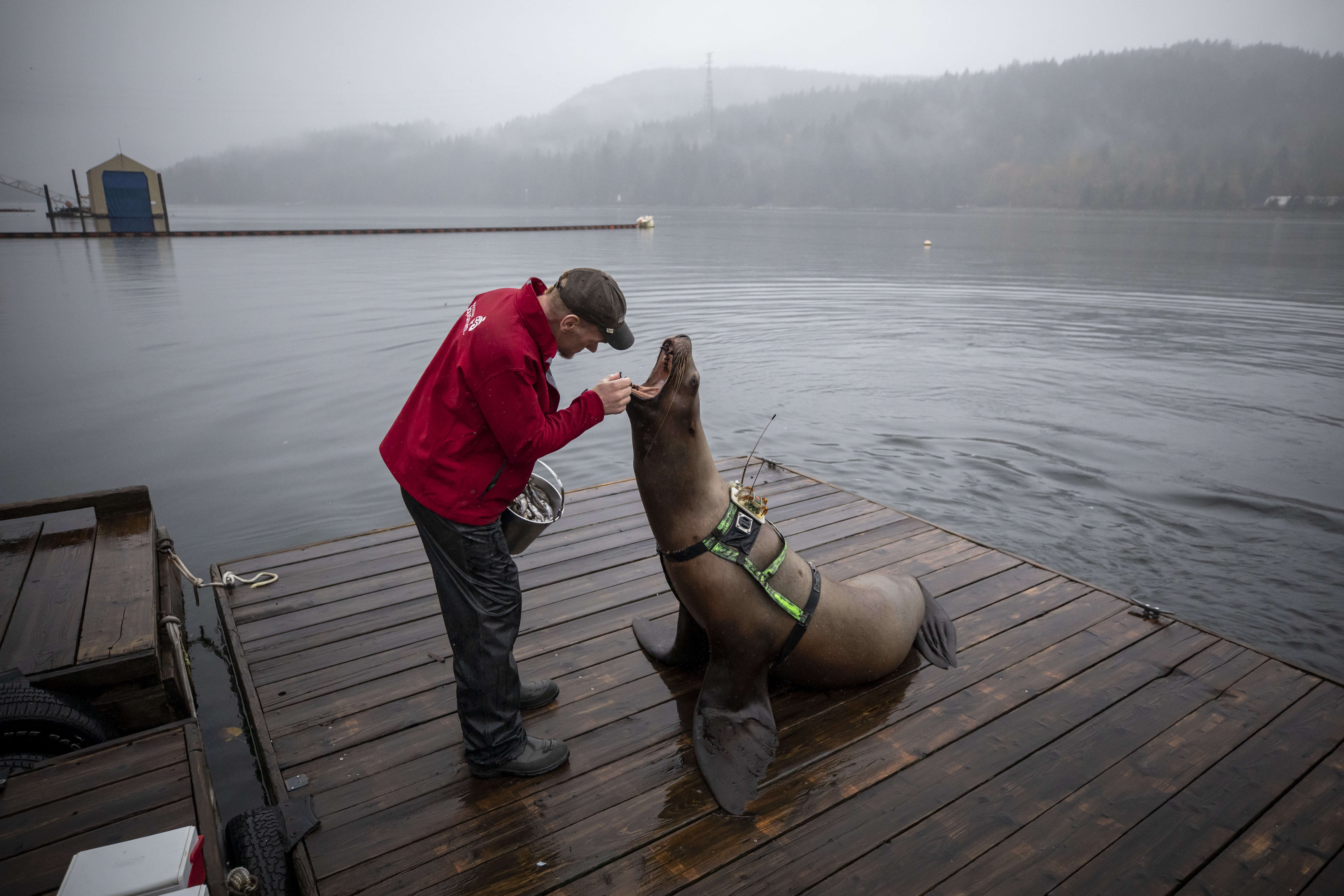 Nigel Waller, a senior marine mammal trainer, with a Steller sea lion at UBC’s Open Water Research Centre in Port Moody, B.C. on Oct. 7, 2019.  (Ben Nelms/CBC)