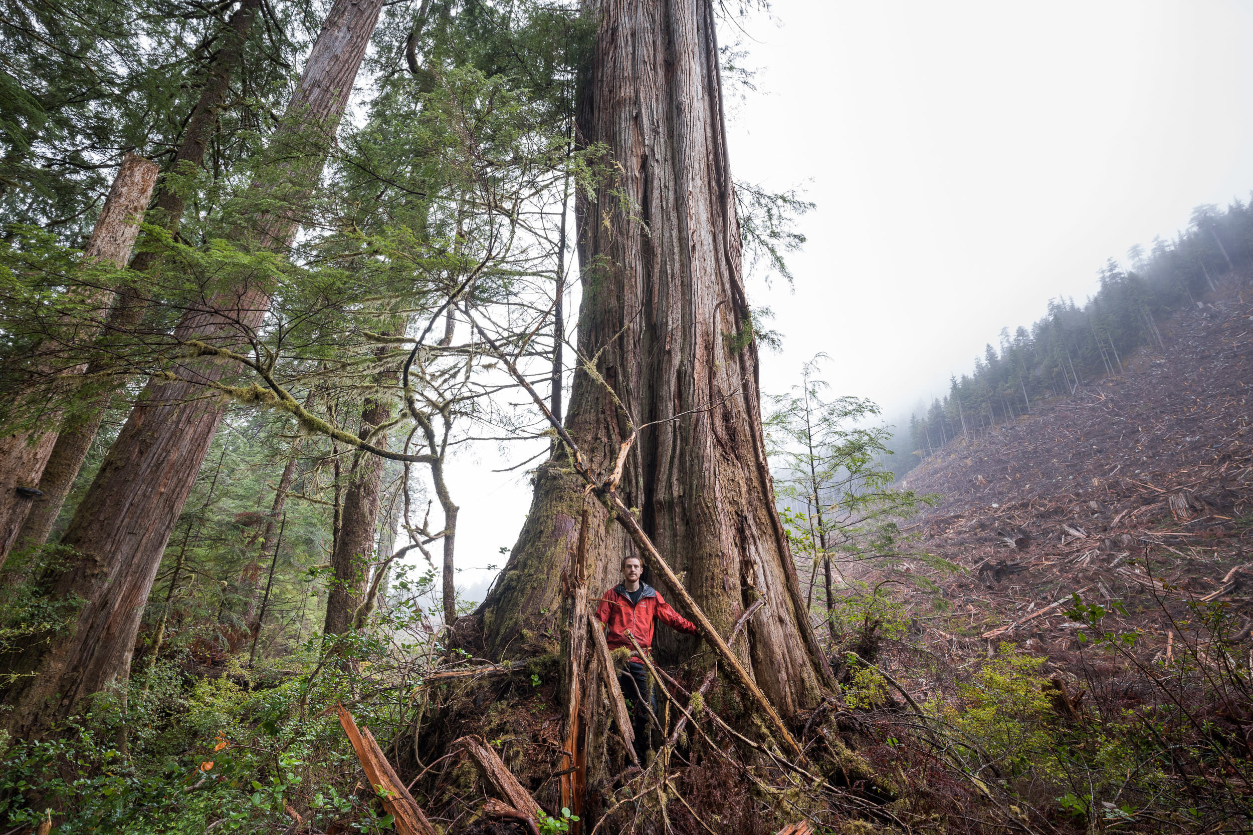 TJ Watt hopes his photography will motivate people to ask for further protections for old-growth forests in B.C. (TJ Watt)