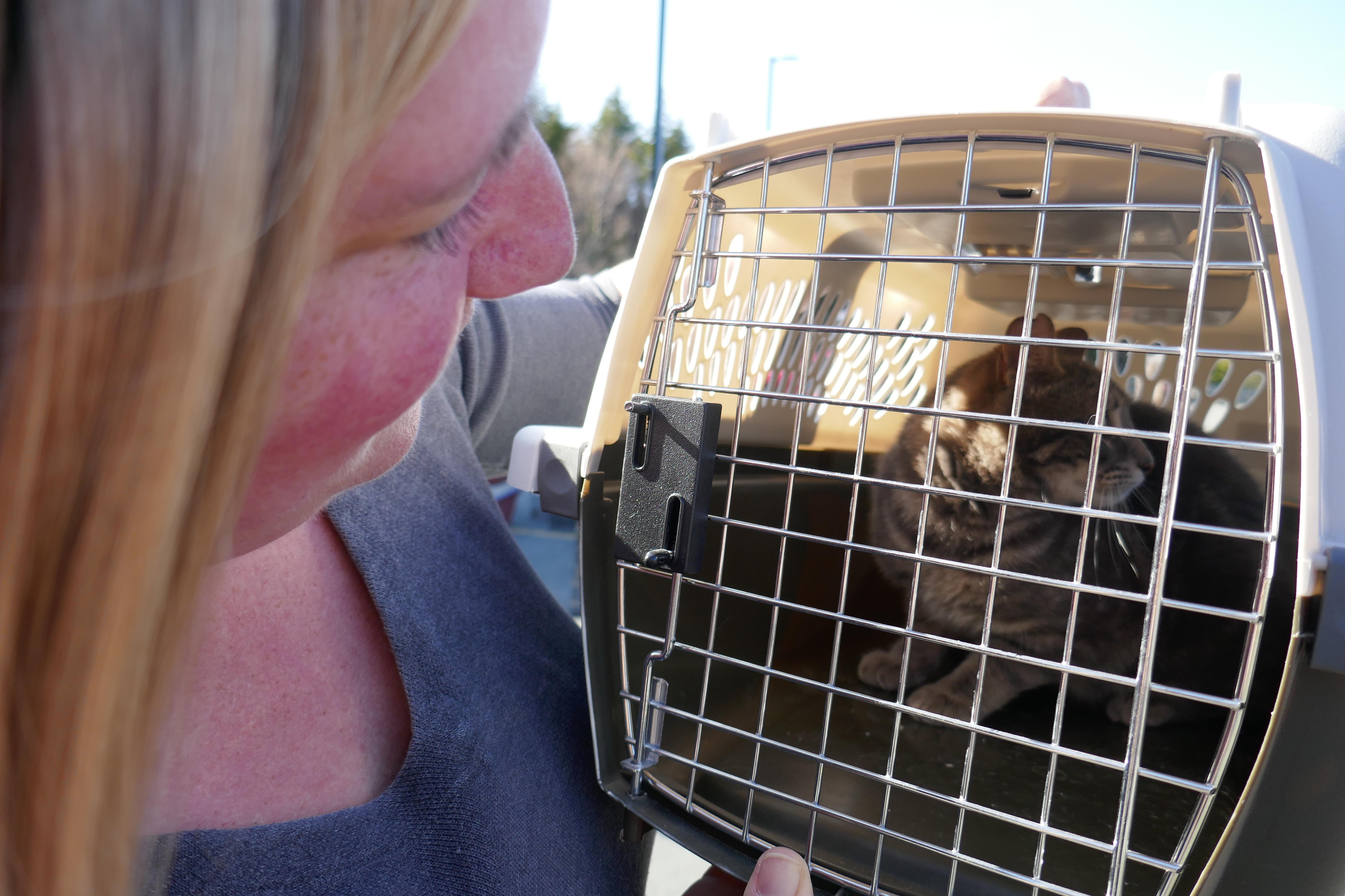 Volunteer Amanda Cleveland takes a last look at a colony cat about to be released. (Maggie Gillis/CBC)