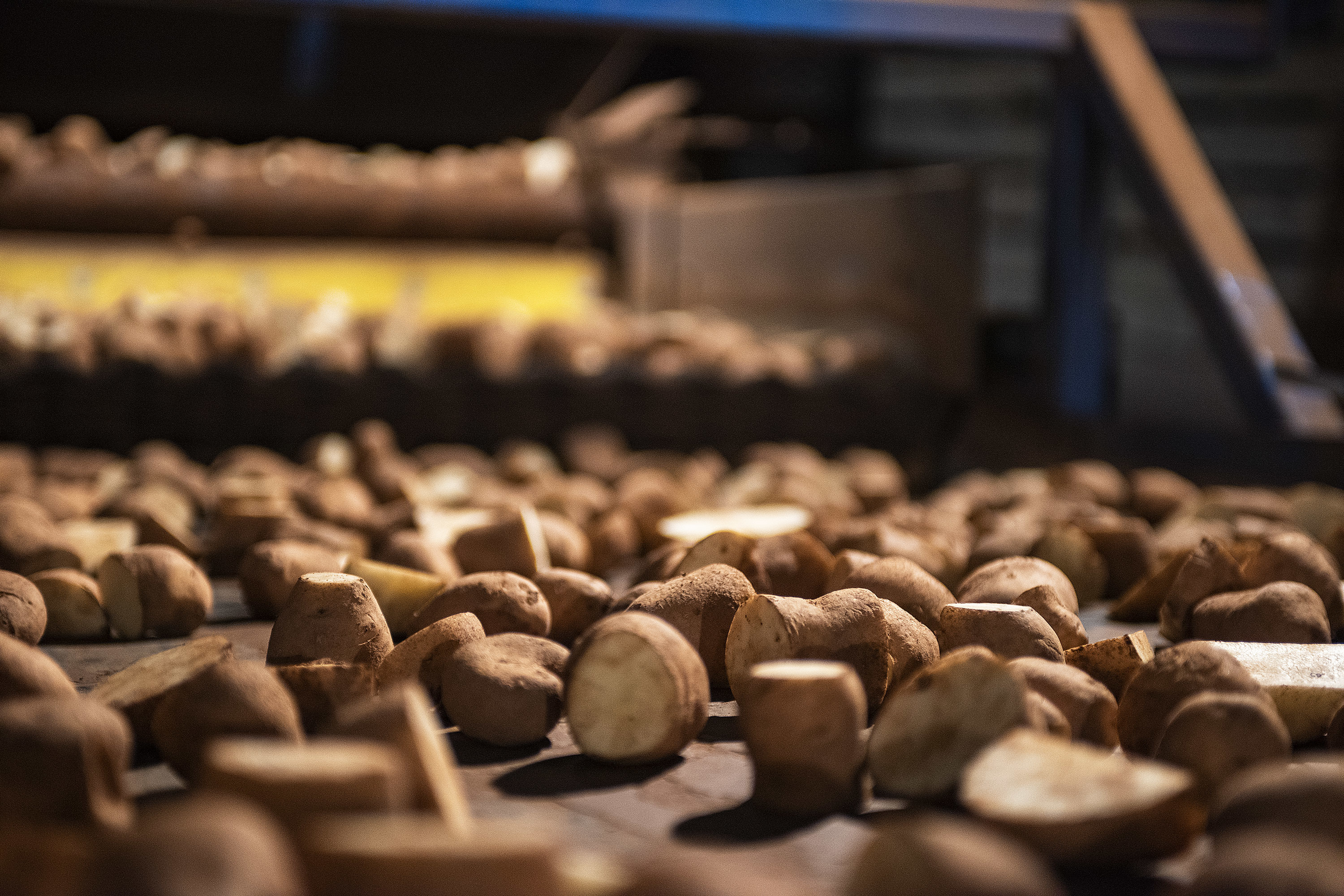 Seed potatoes that have been cut are dropped onto a conveyor belt to be loaded onto trucks and taken to the fields. (Brian McInnis)