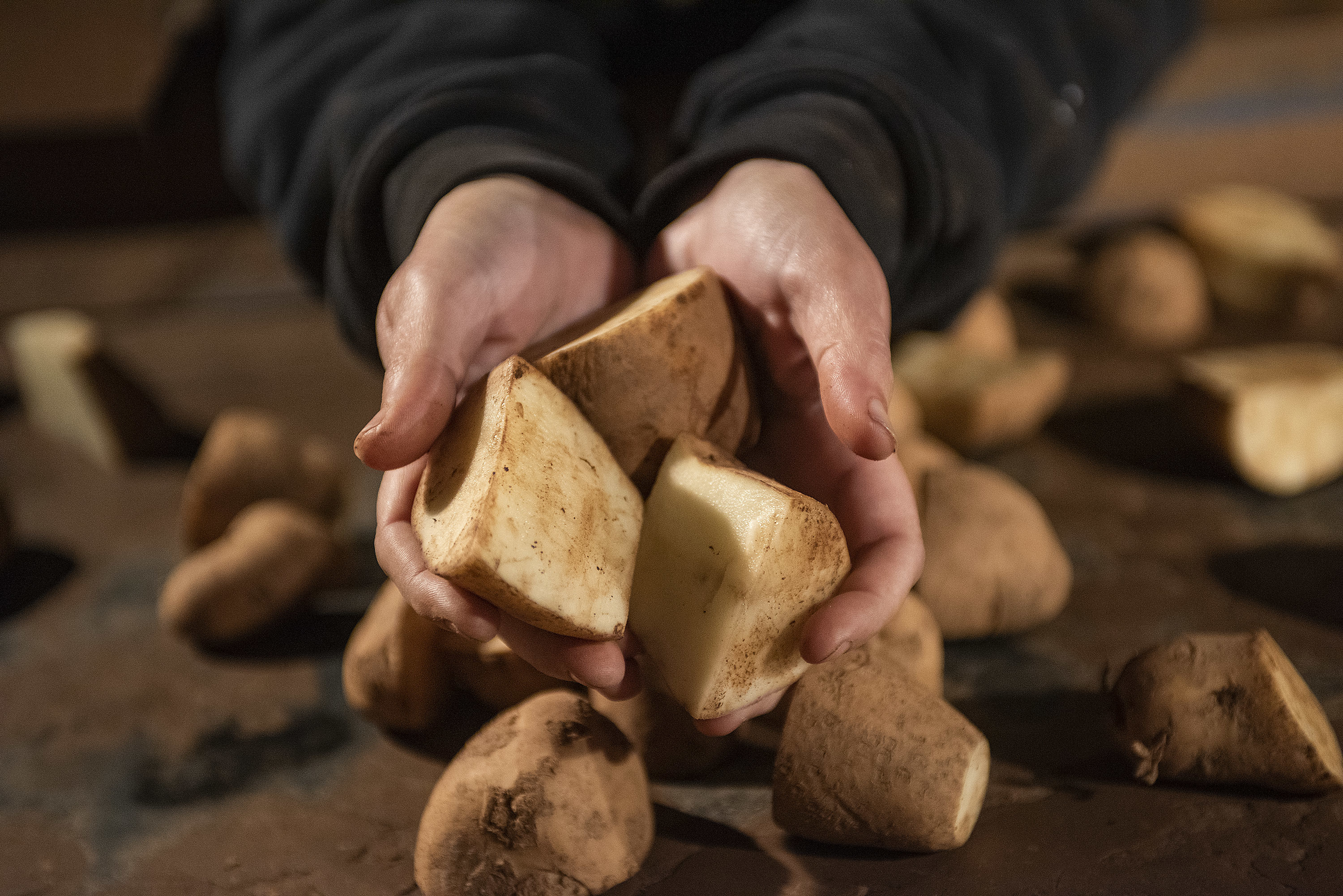 Sebago seed potatoes are cut and ready to be planted. Sebago are early-maturing varieties and will mature in about 100 days. The most popular potato varieties grown on the Island are russet Burbank, Kennebec, superior, shepody and sebago. (Brian McInnis)