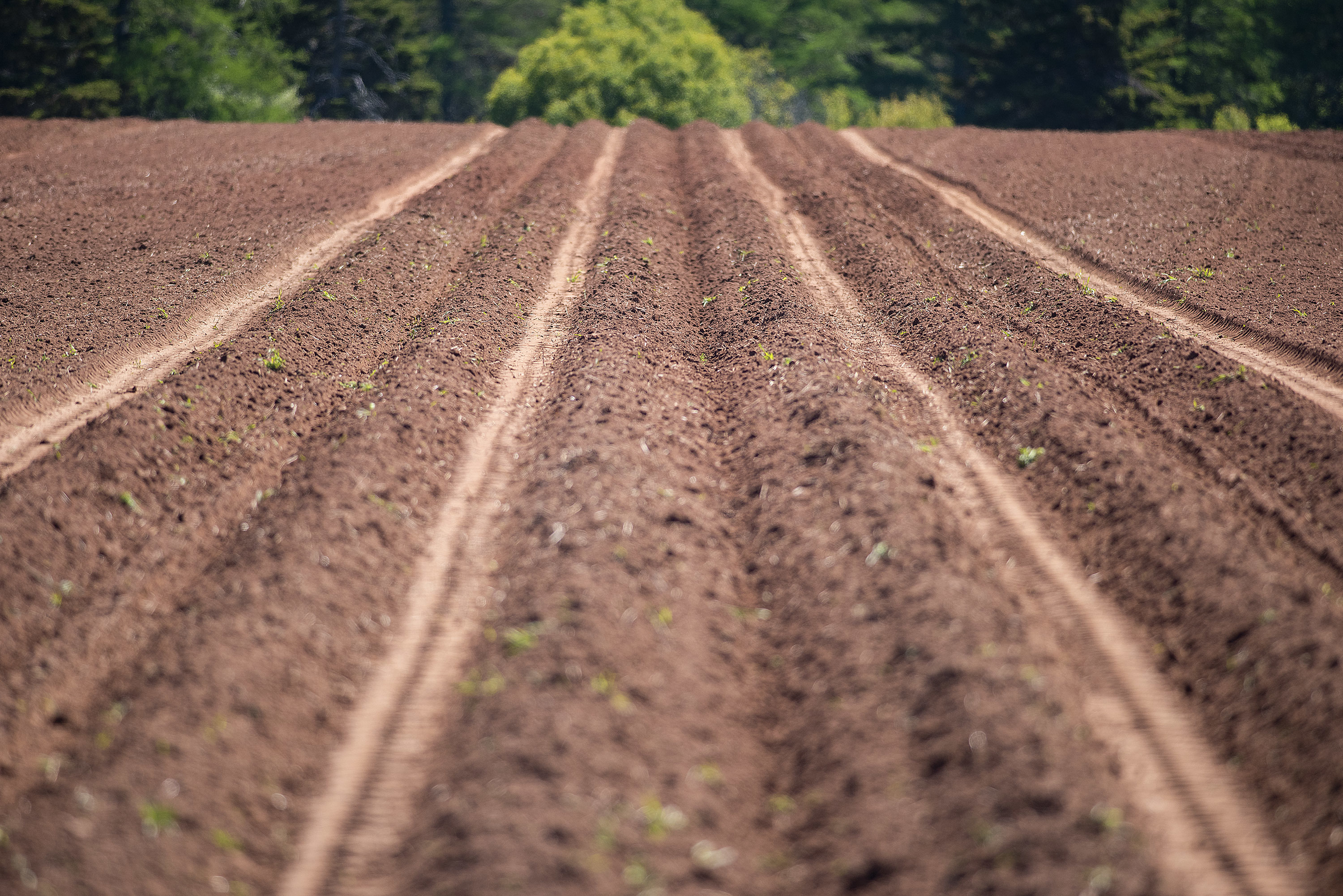 A GPS-equipped tractor enabled these perfectly straight rows to be plowed and that saves time, money and means less stress for the farmer. (Brian McInnis)