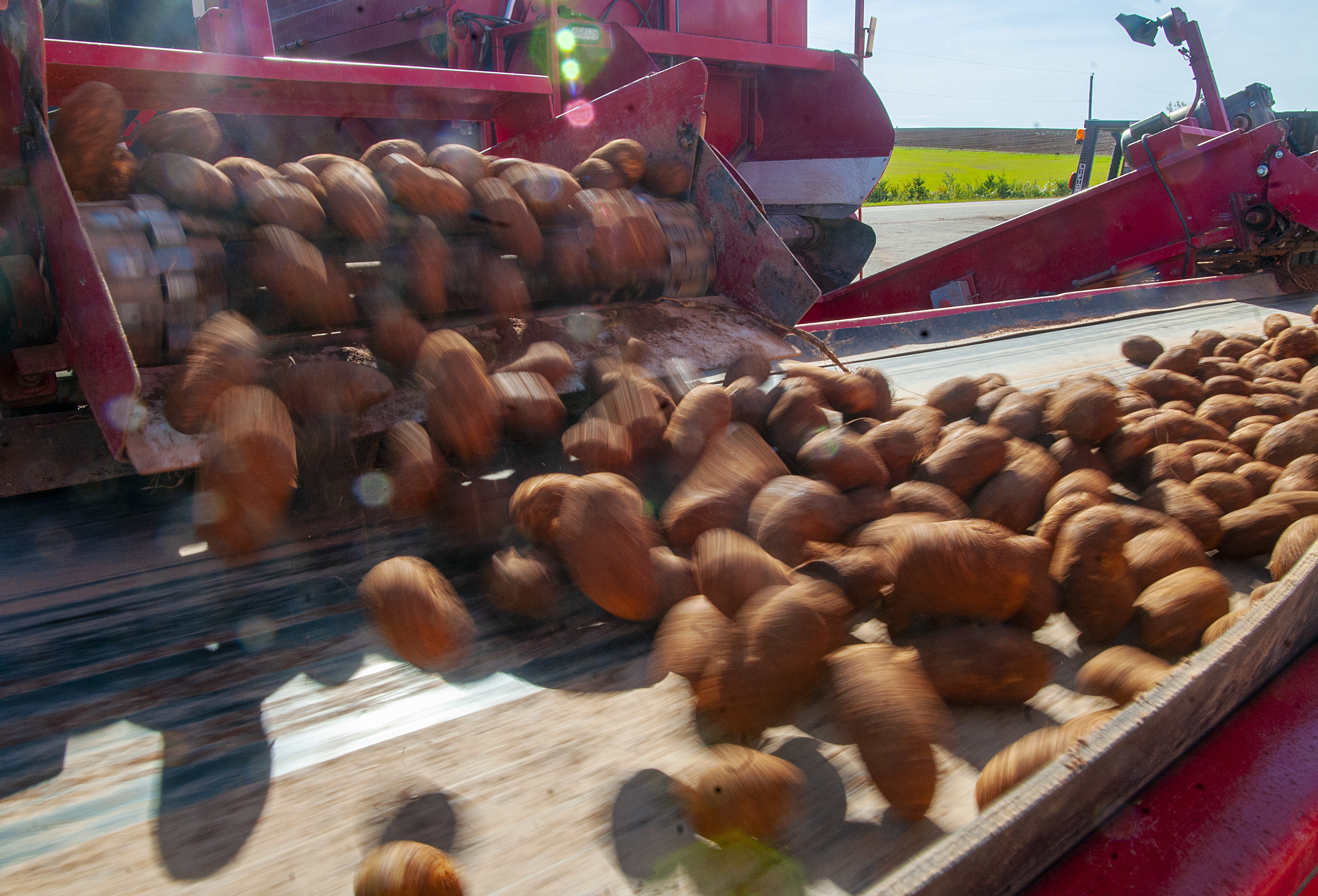 Seed potatoes tumble out of the truck and onto a conveyor belt where debris or bad potatoes will be removed before they are stored in the warehouse. (Brian McInnis/CBC)