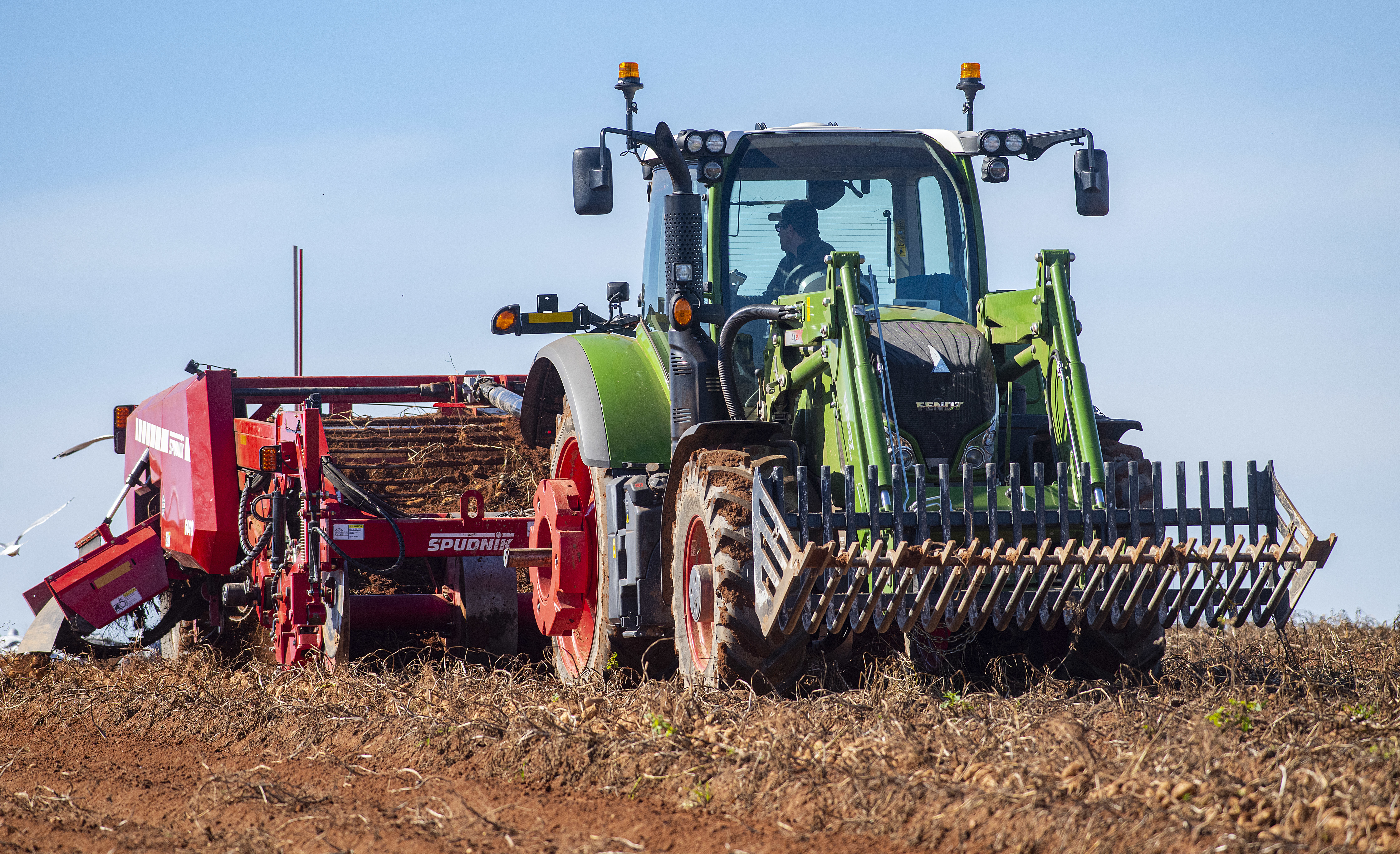 A harvester goes up and down the rows of potatoes lifting them out of the ground so the large 'digger' can scoop them up and load them into a truck to be hauled to the warehouse. (Brian McInnis/CBC)