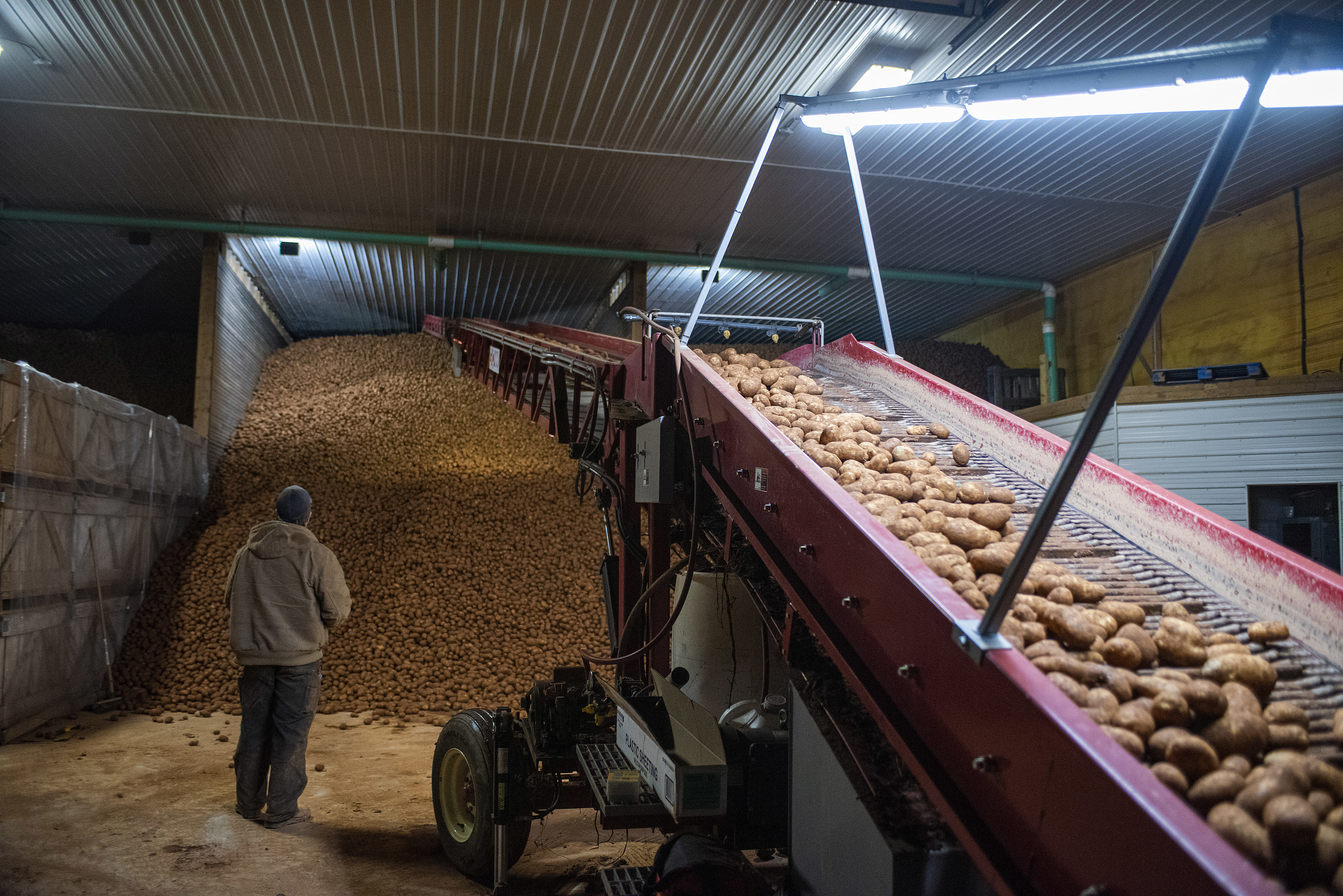 Logan Docherty keeps a wary eye as thousands of pounds of potatoes come off the conveyor belt and are piled in the warehouse. (Brian McInnis/CBC)