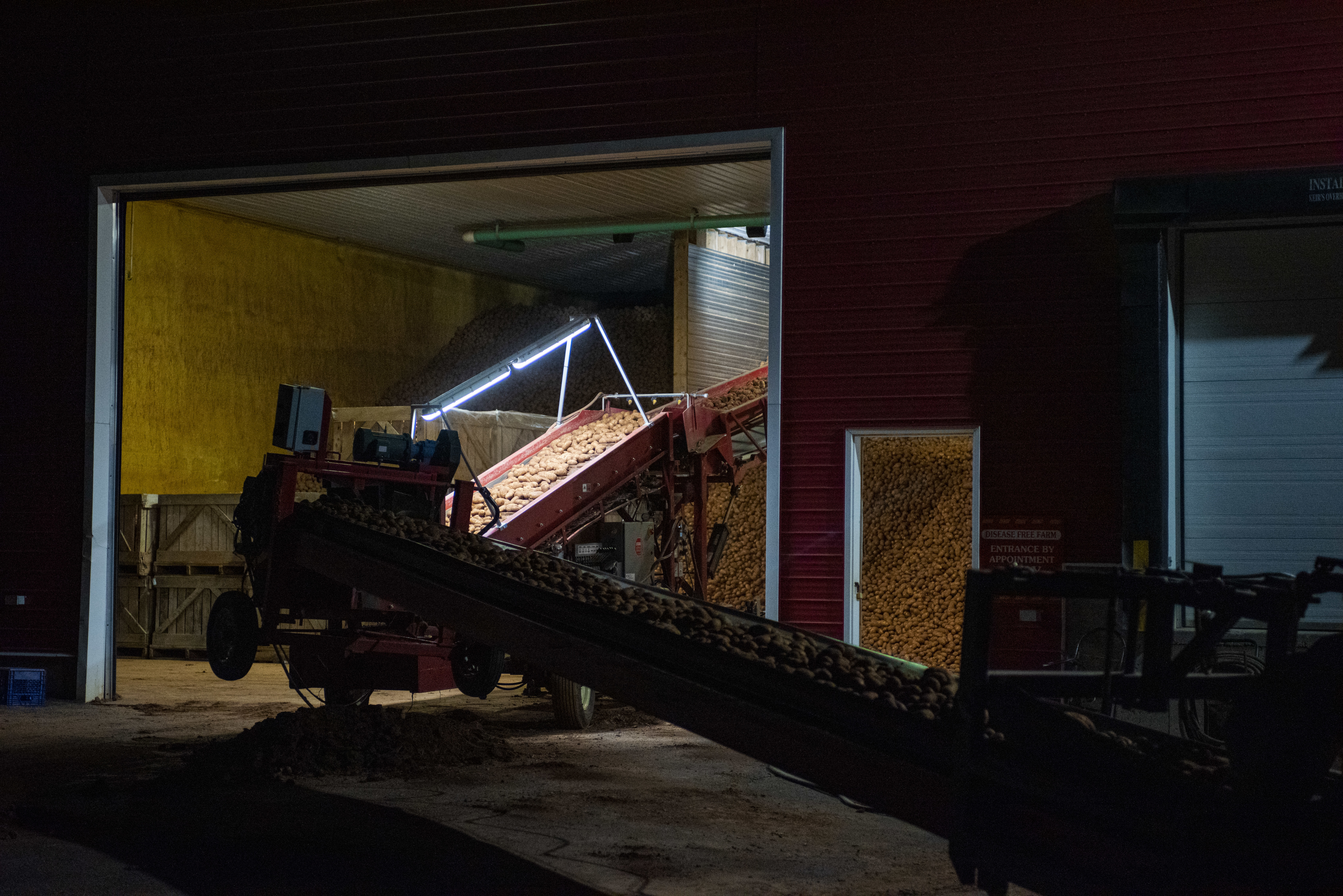 Relentlessly and almost non-stop the conveyor belt feeds the potatoes into the warehouse where they will be stored. (Brian McInnis/CBC)