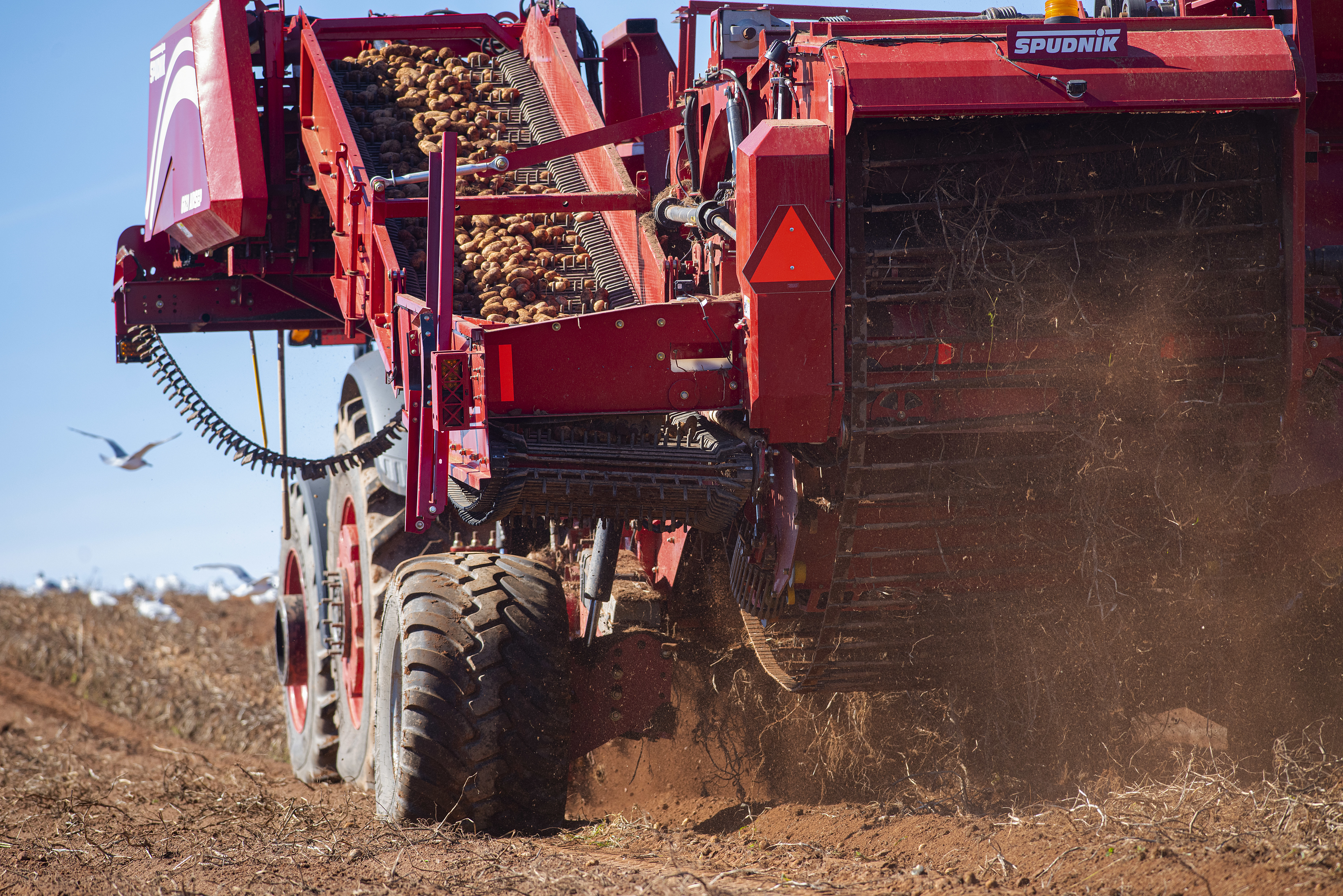 As the huge digger moves along the rows of potatoes it not only picks up the potatoes but rocks, dead vegetation and anything else that gets in the way as it moves along. Most of it is filtered out and what is not will be caught by the crew back at the warehouses. (Brian McInnis/CBC)