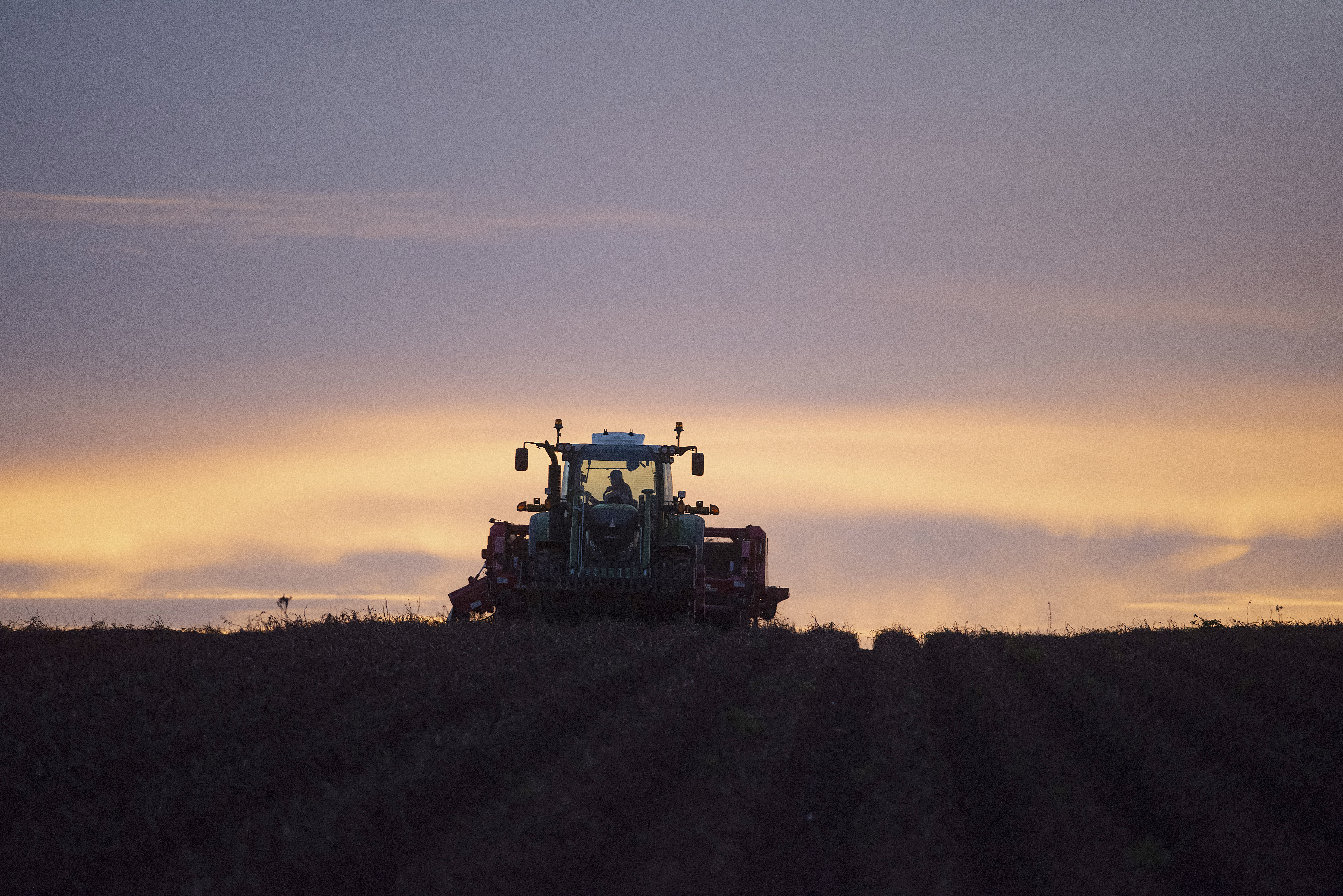 At this time of year the sun sets early and quickly, but it is still bright enough for Justin MacDonald of Skye View Farms to work without lights. (Brian McInnis/CBC)